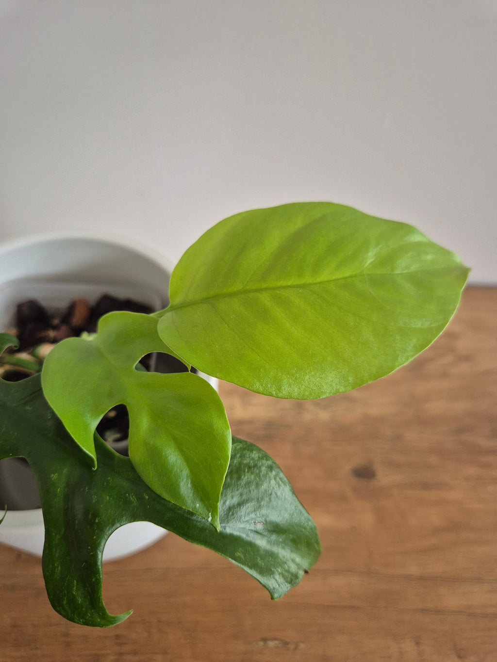 Monstera minima #1 (Rhaphidophora Tetrasperma)