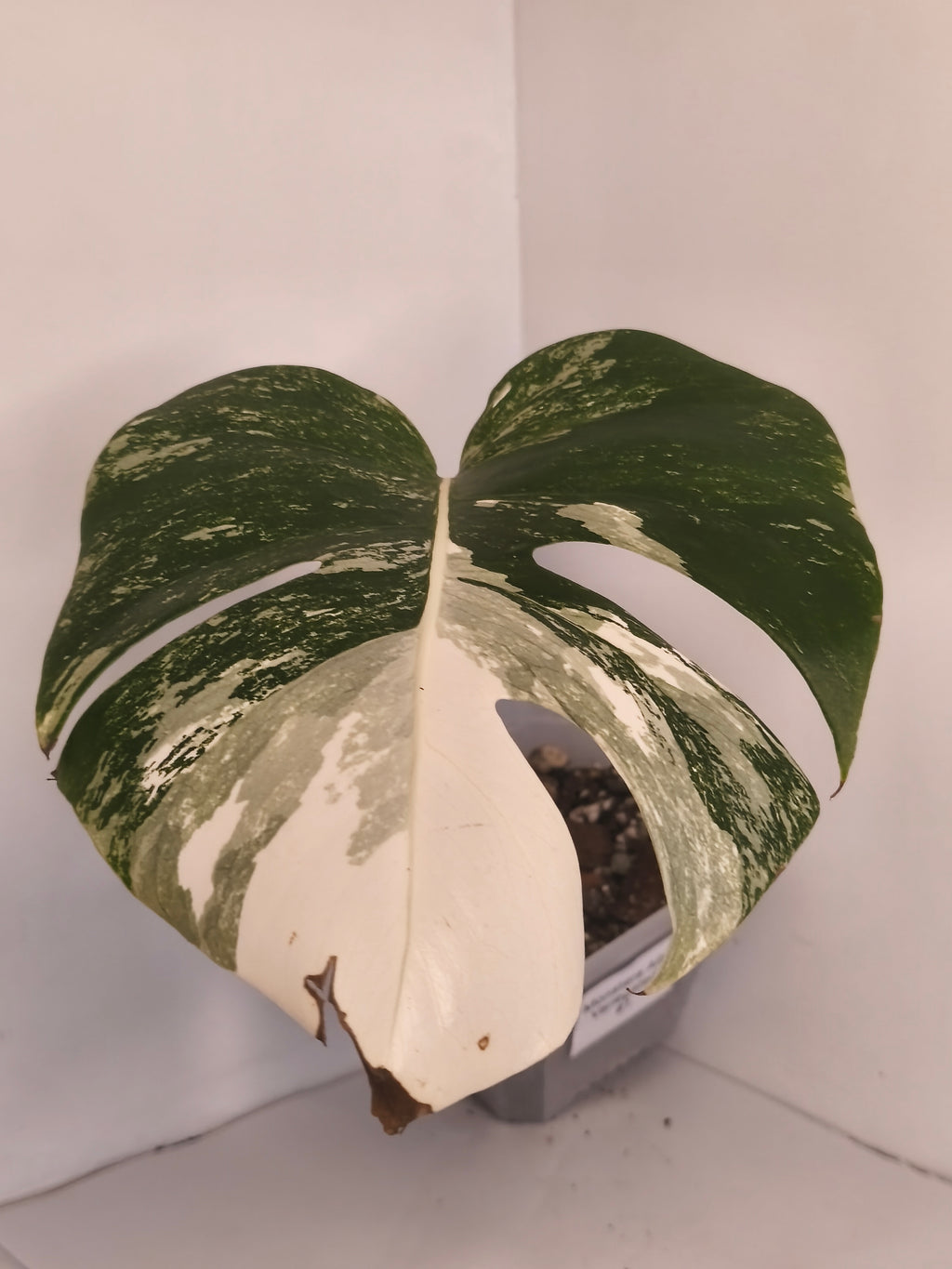 Monstera Albo variegated #1