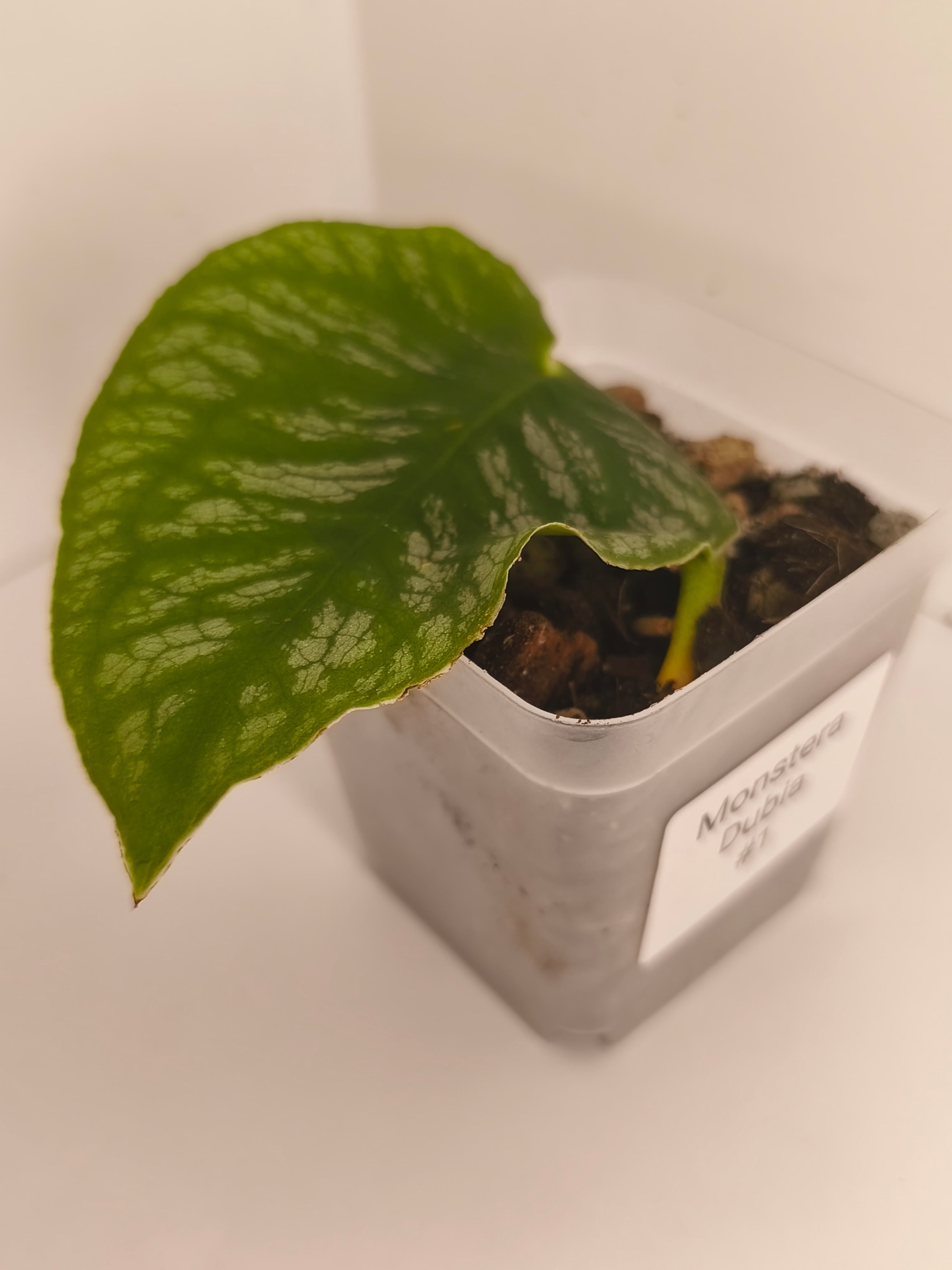 Monstera Dubia #1