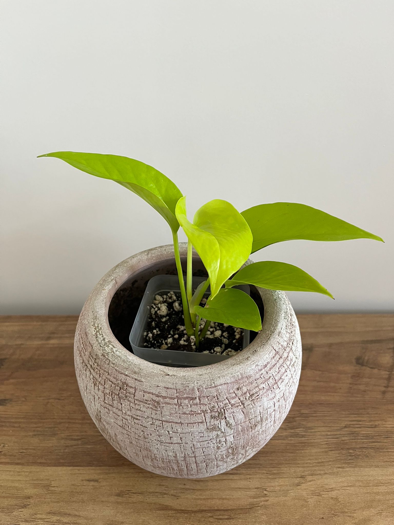 Epipremnum aureum Neon #2