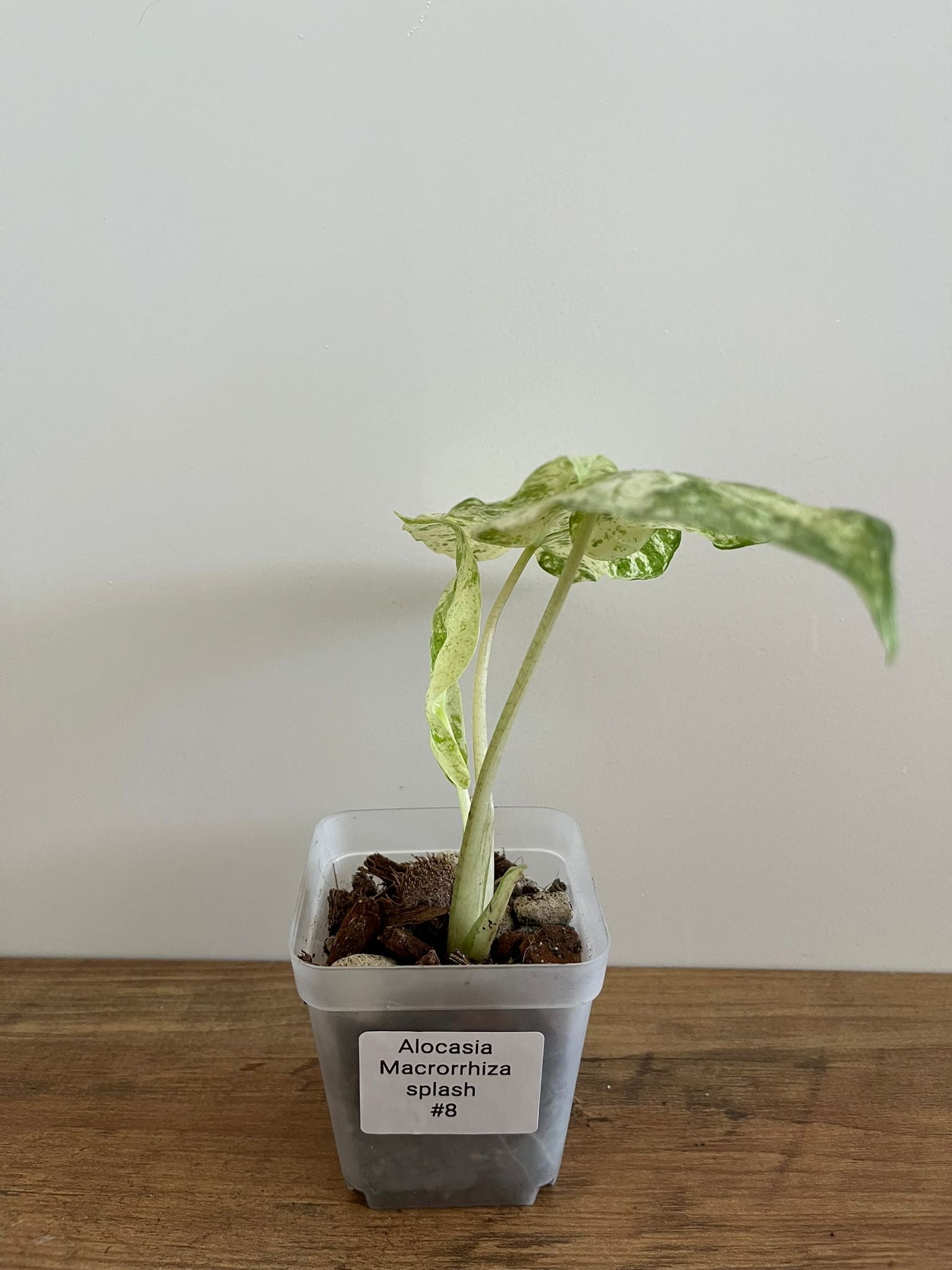 Alocasia Macrorrhiza Splash #8