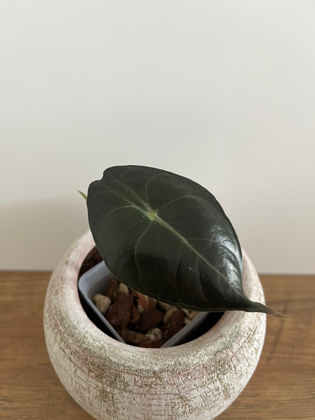 Alocasia Pink Dragon #4