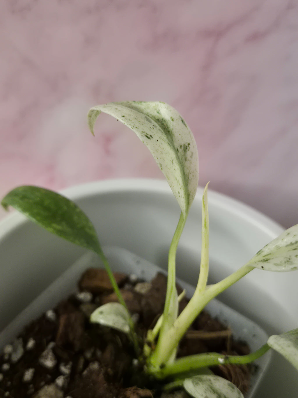 Rhaphidophora Puberula Variegata #16