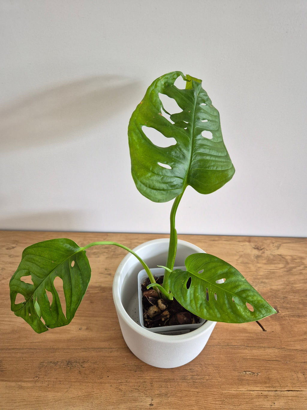 Monstera Adansonii #3