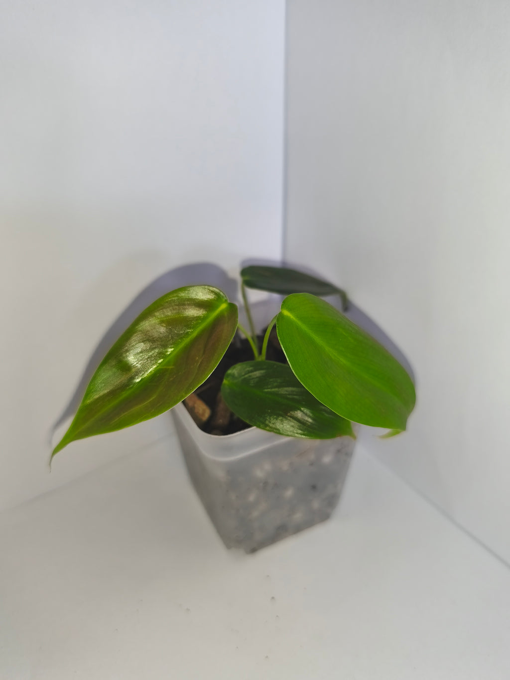 Philodendron Patriciae #2