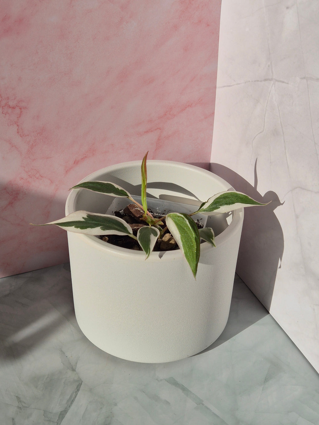 Philodendron Micans Variegated Albo #2