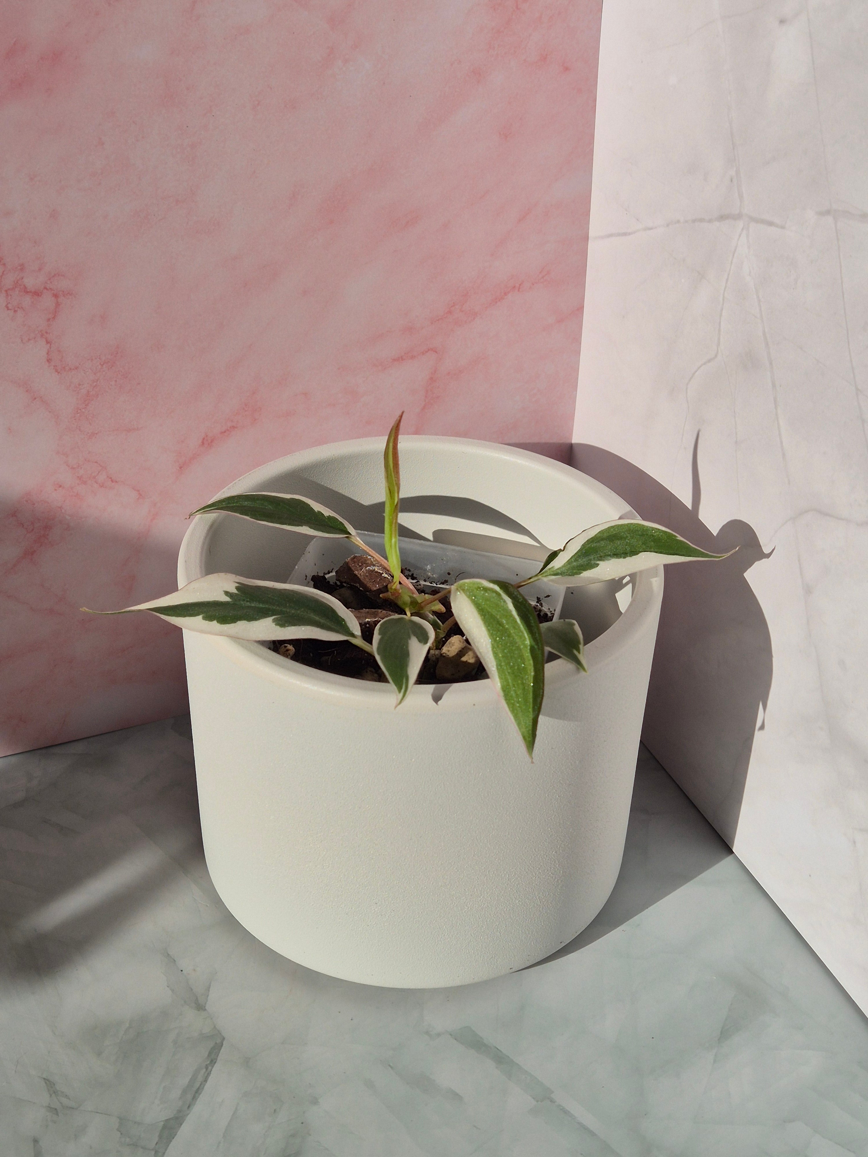 Philodendron Micans Variegated Albo #2
