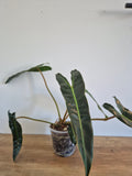 Philodendron Billietiae #1
