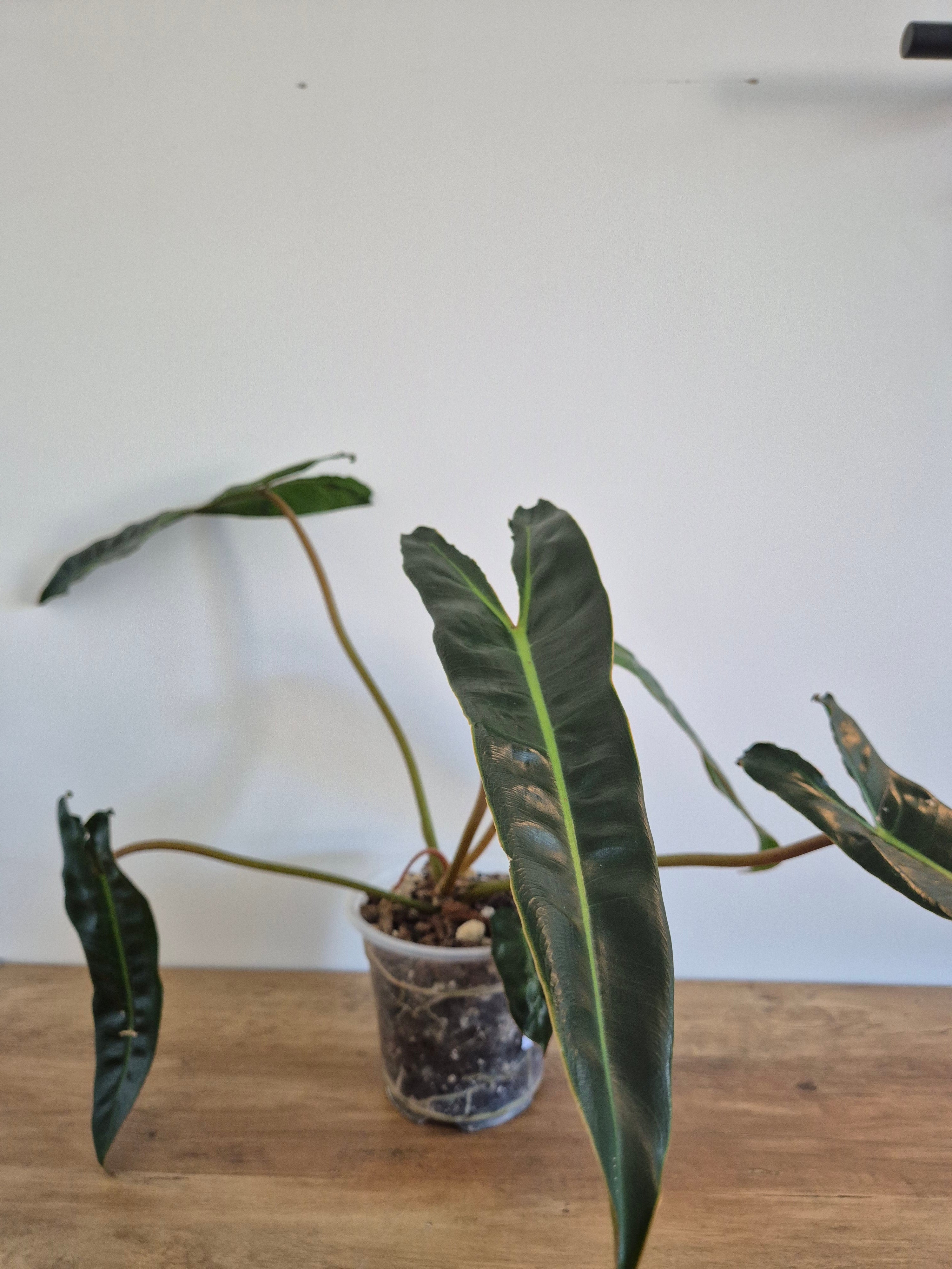 Philodendron Billietiae #1