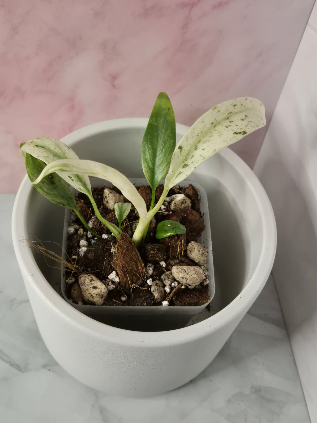 Rhaphidophora Puberula Variegata #2