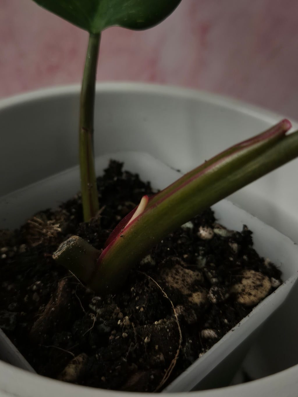 Philodendron White Princess #9