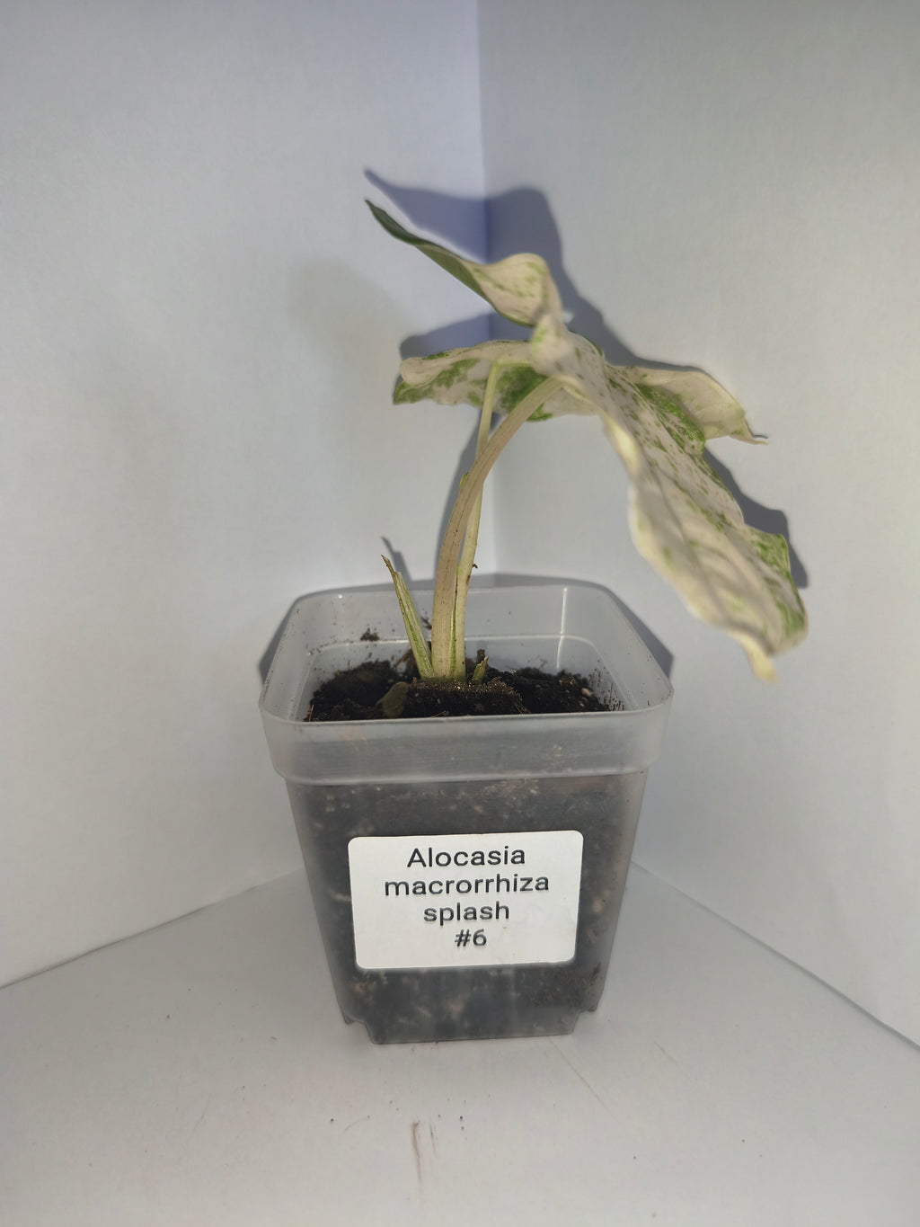 Alocasia Macrorrhiza splash #6