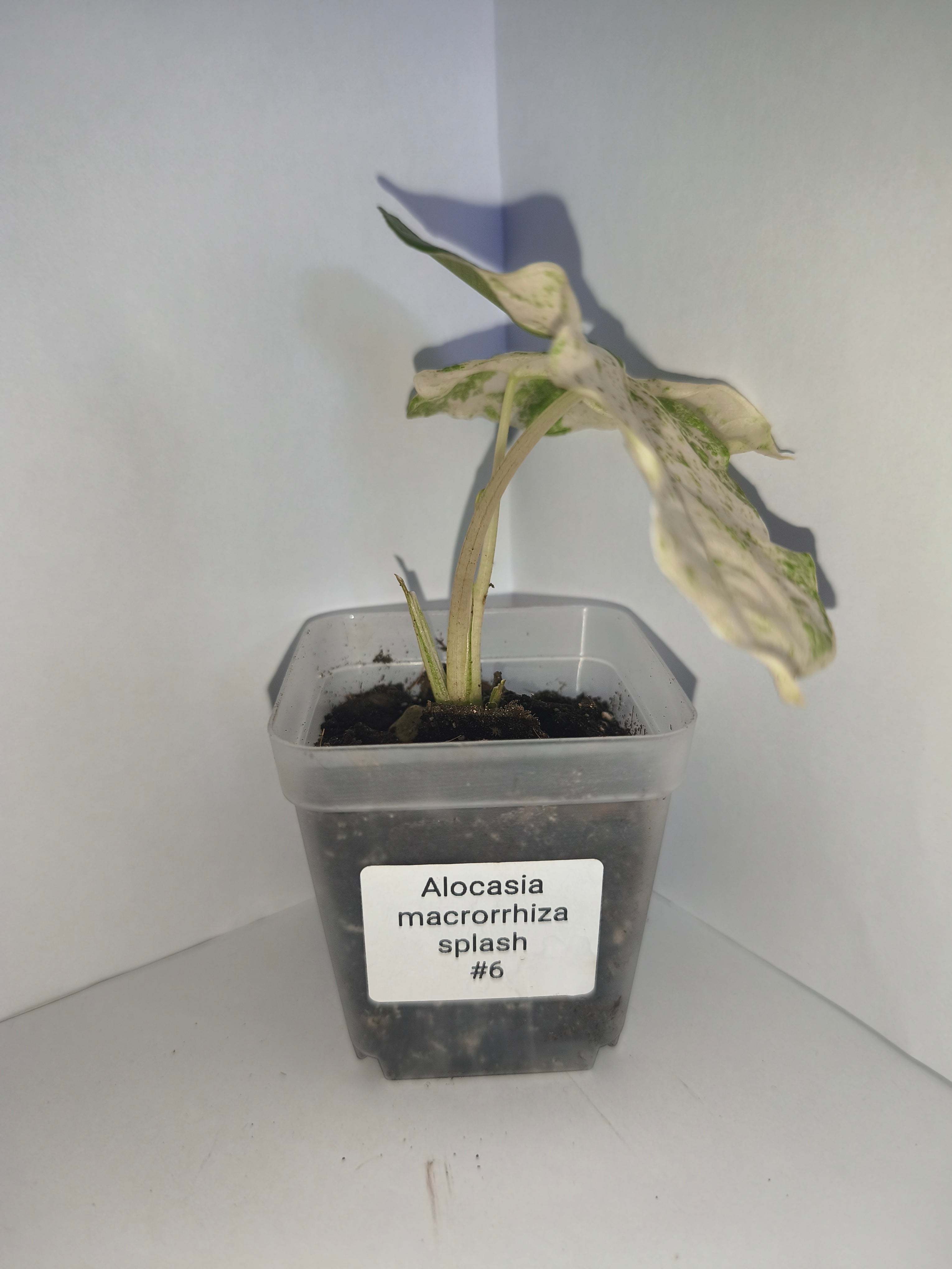 Alocasia Macrorrhiza splash #6
