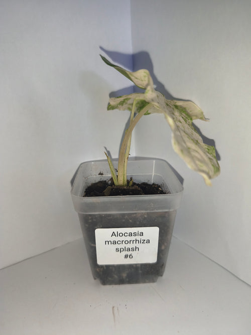 Alocasia Macrorrhiza Splash #6