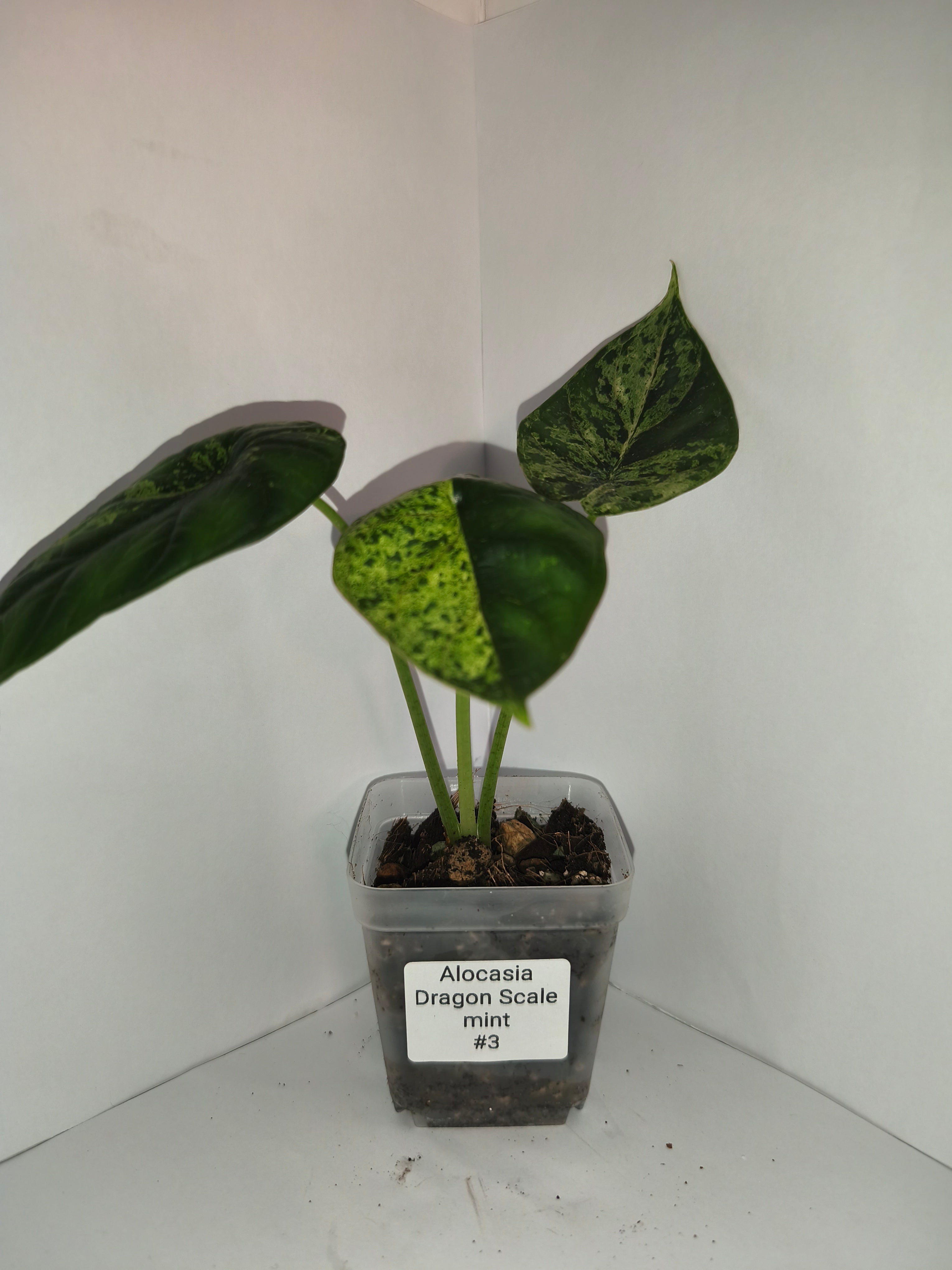 Alocasia Dragon Scale mint #3