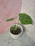 Monstera Thai Constellation #18