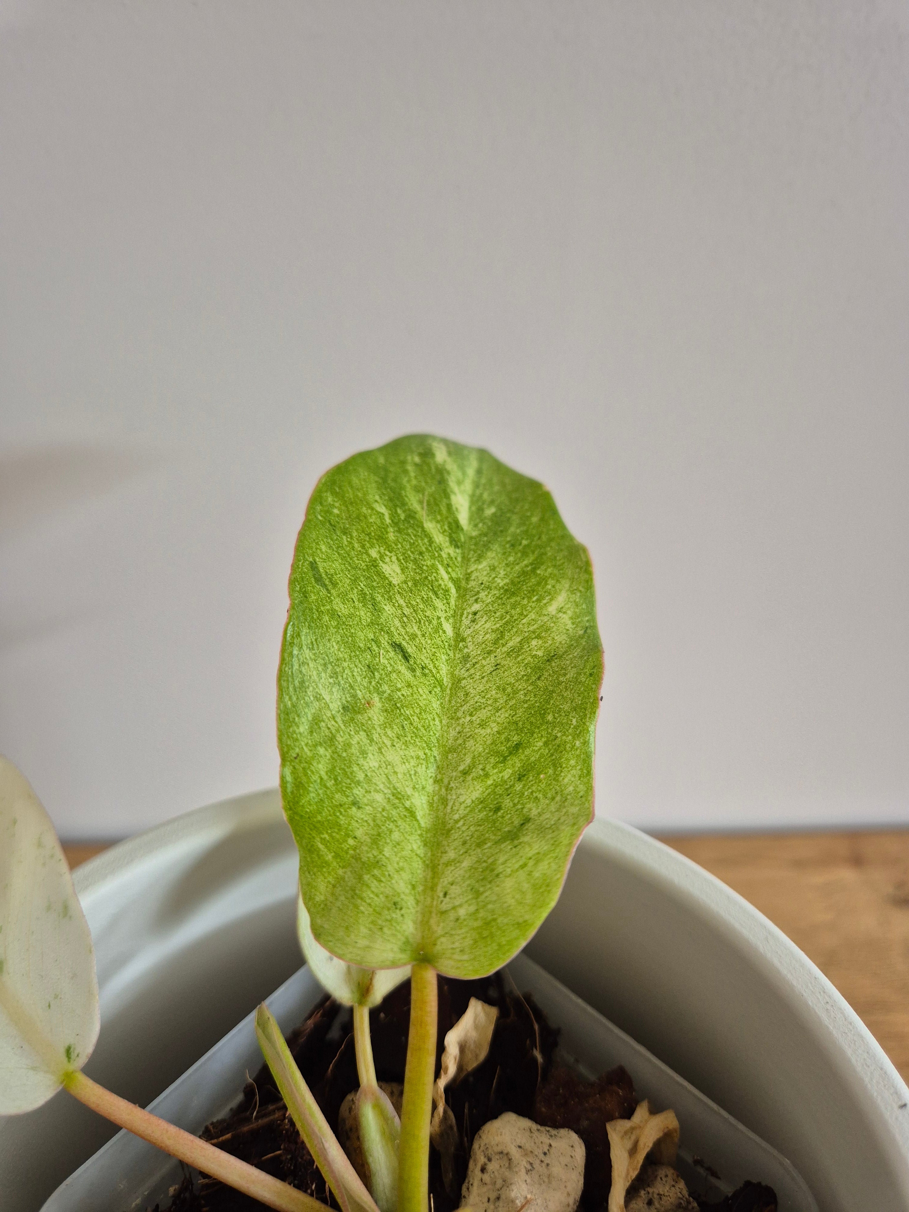 Philodendron Snowdrift #2