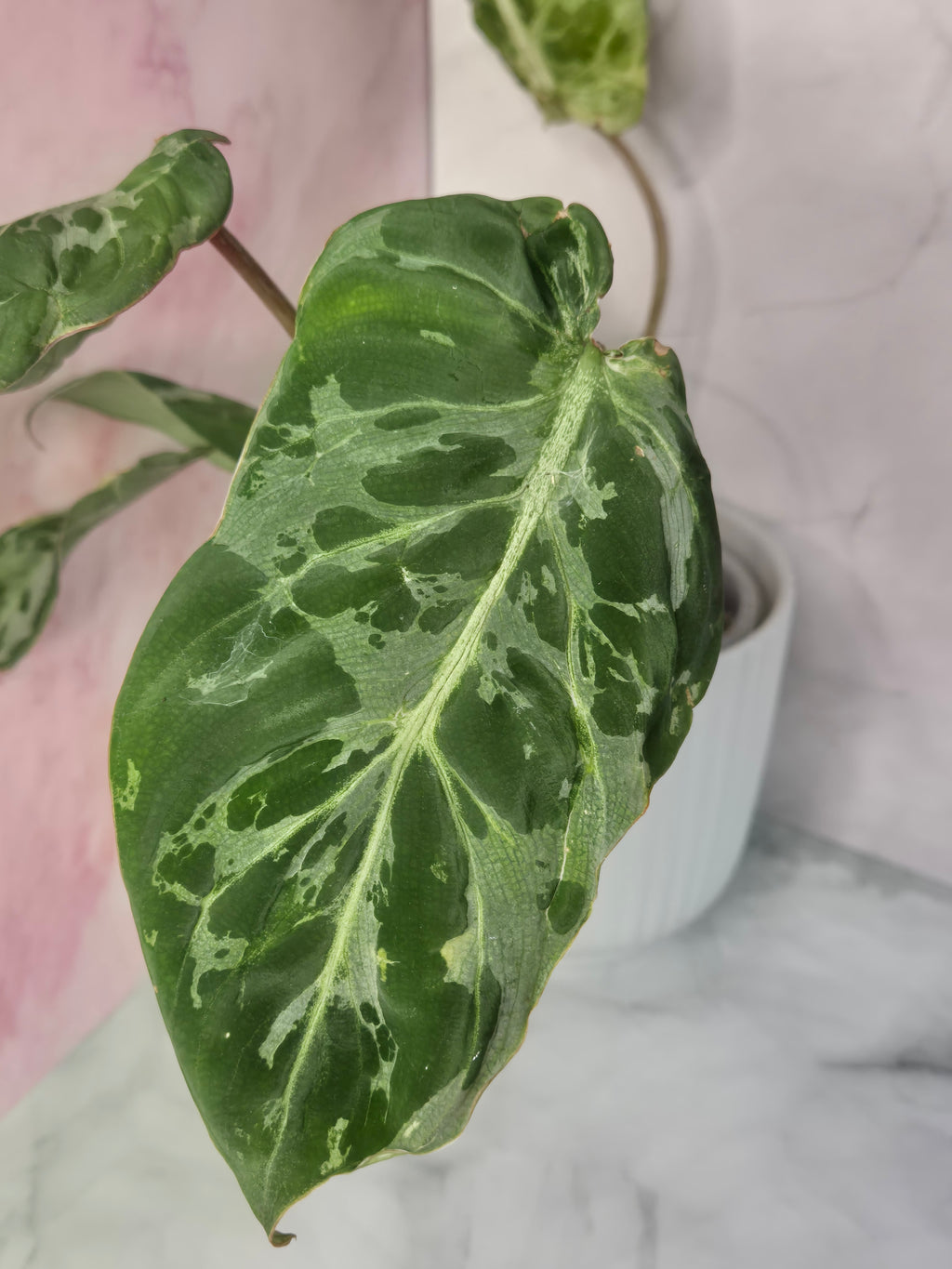 Philodendron Gloriosum Snow Leopard #1