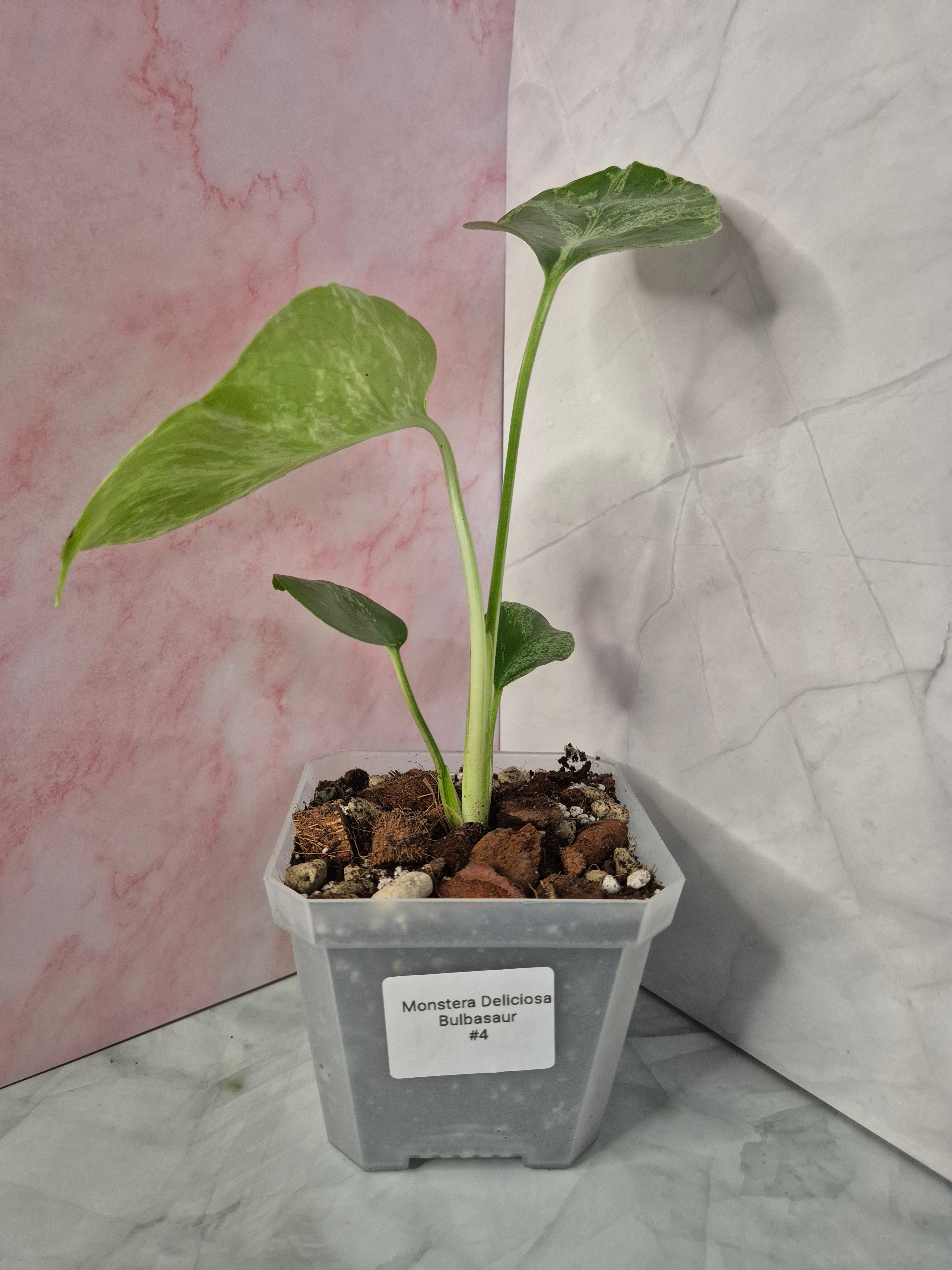 Monstera Deliciosa Bulbasaur #4
