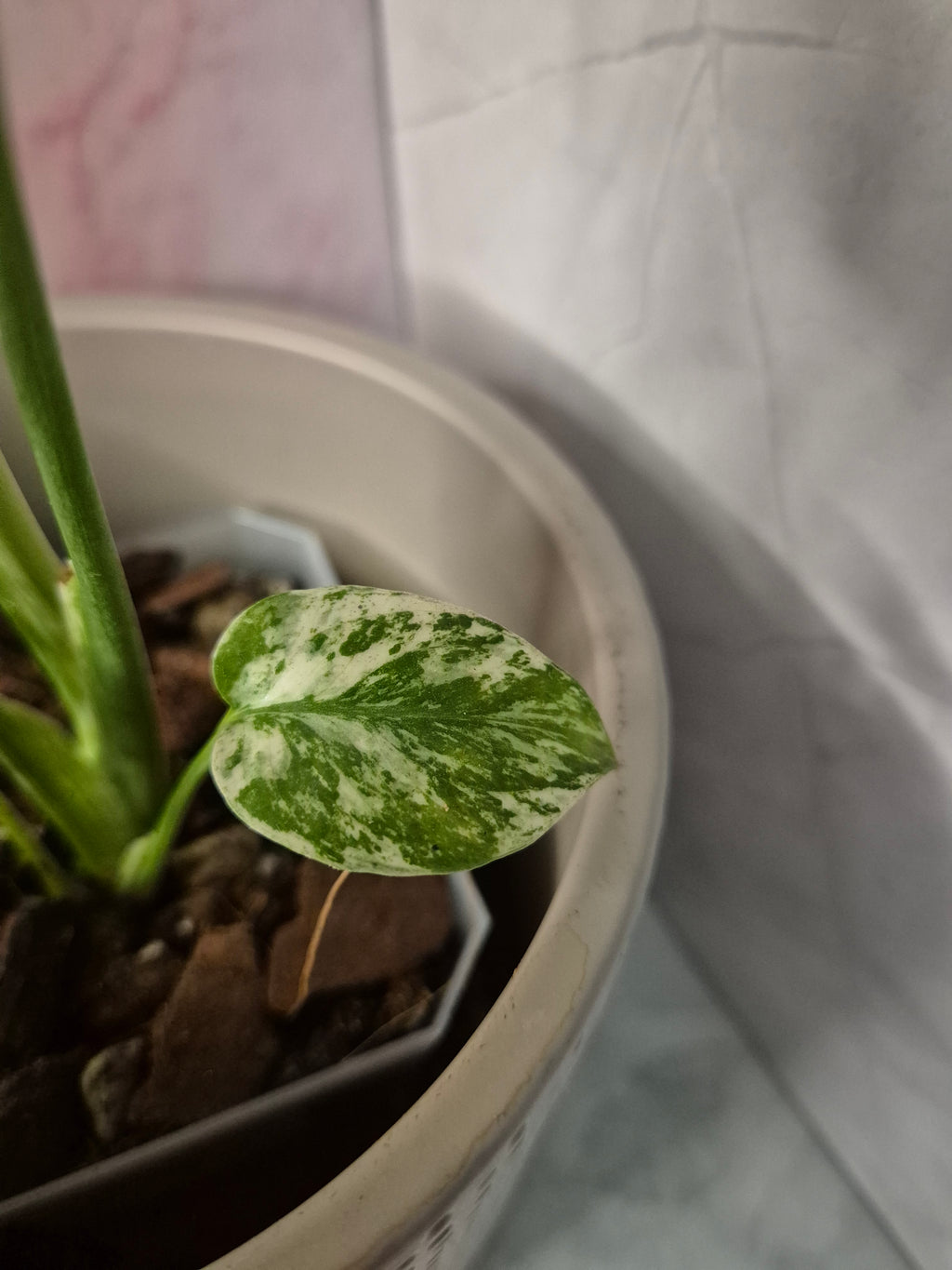 Monstera Mint #3