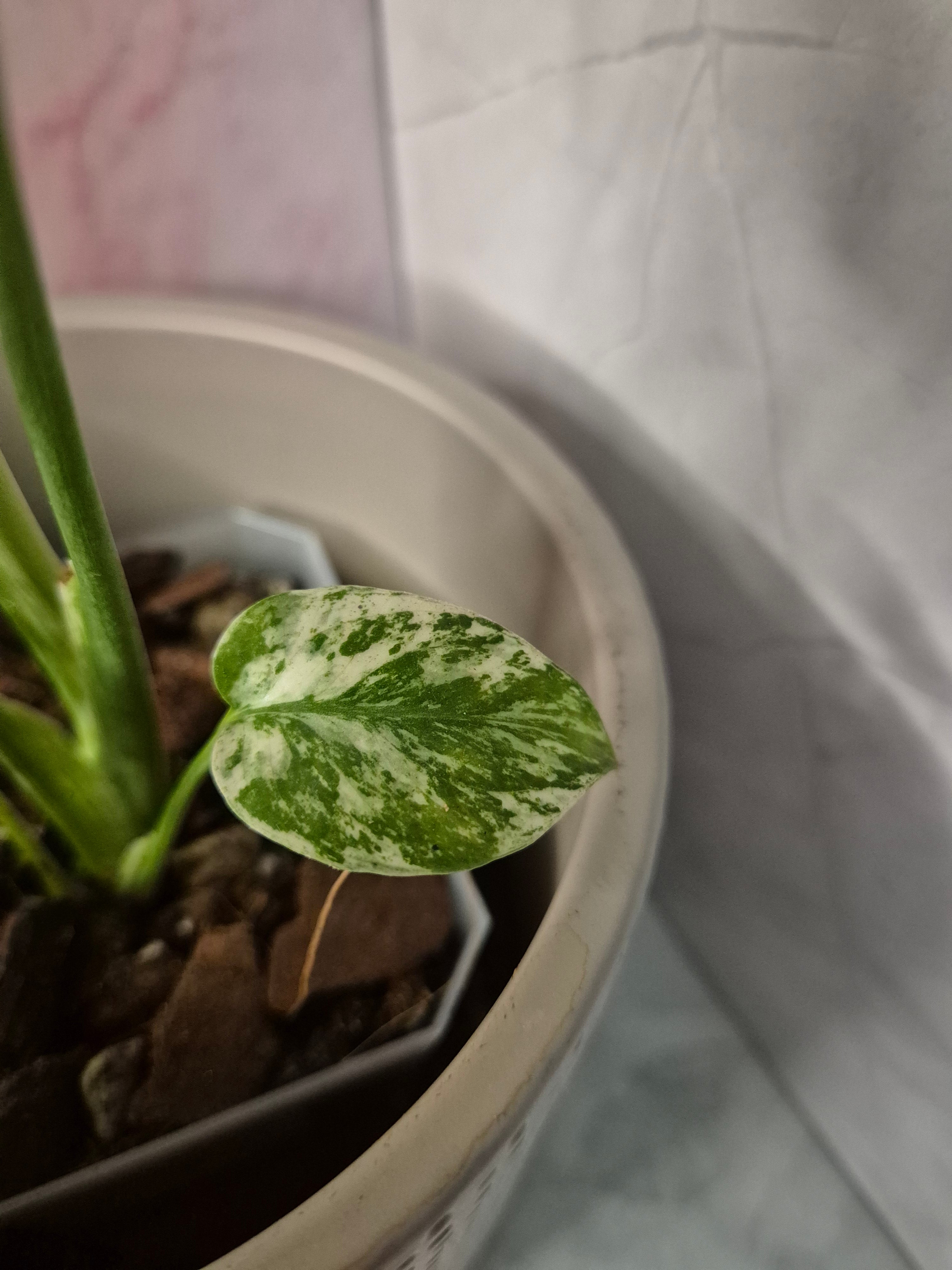 Monstera Mint #3