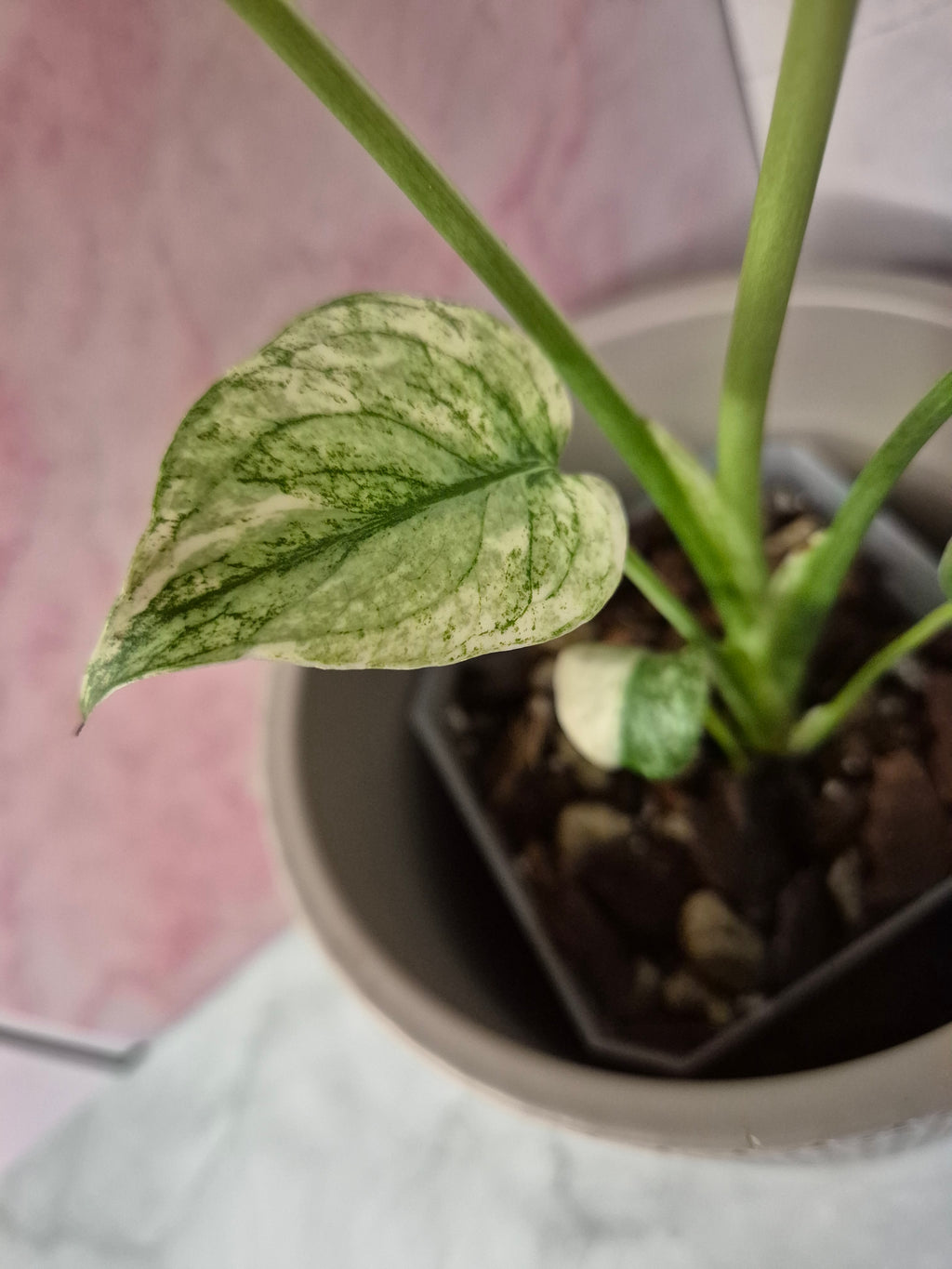 Monstera Mint #3
