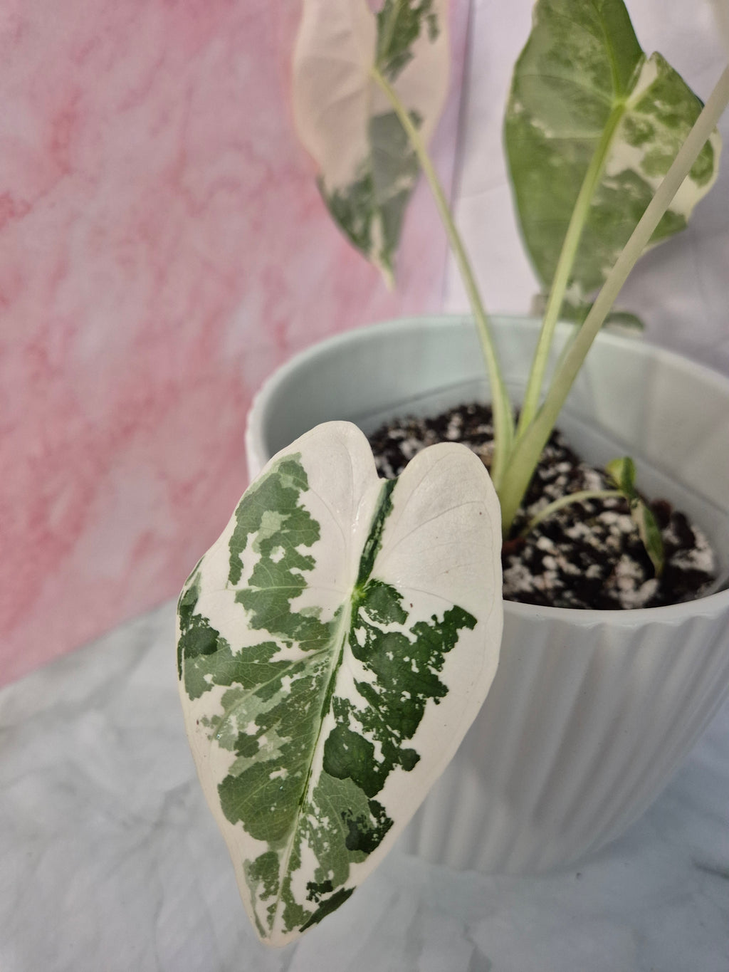 Alocasia Micholitziana Frydek Variegated #3
