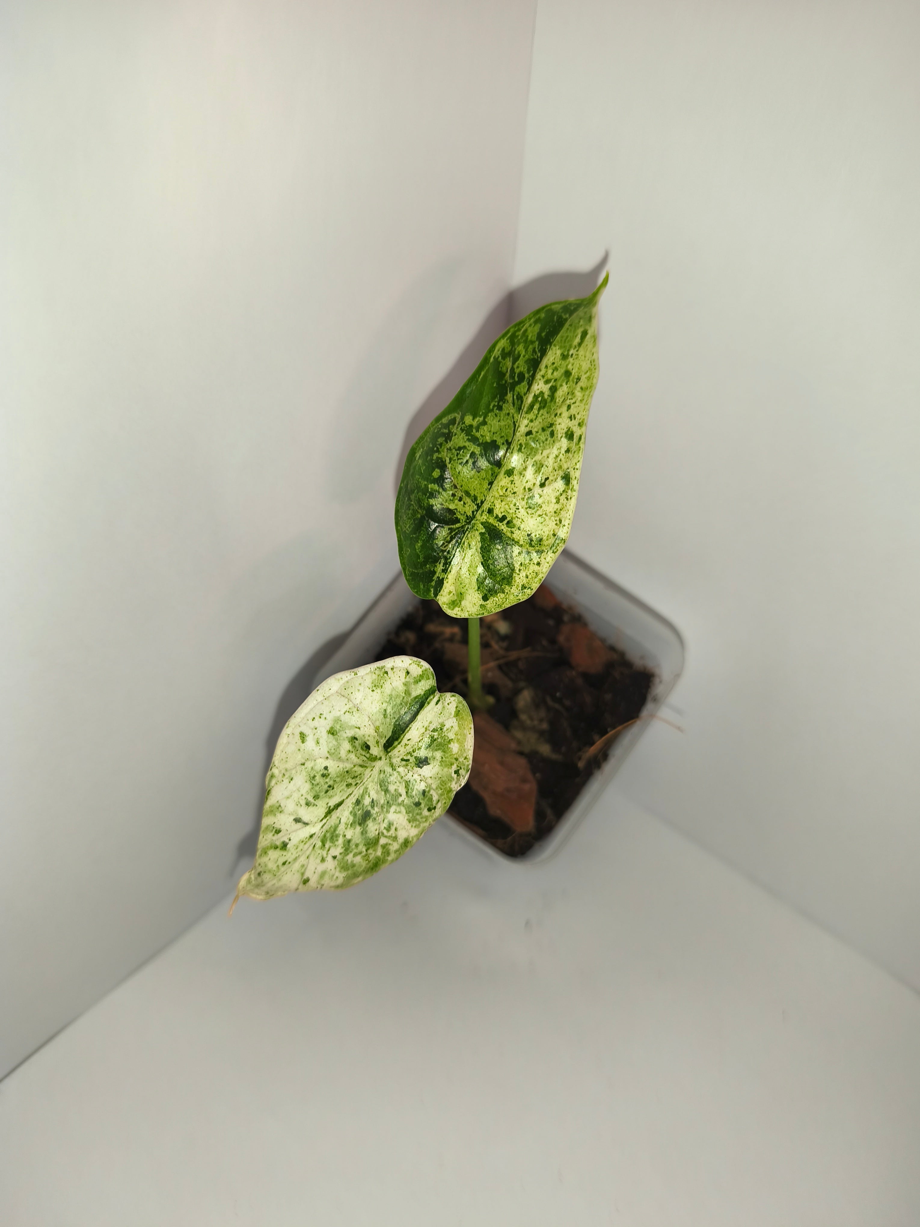 Alocasia Dragon Scale mint #4