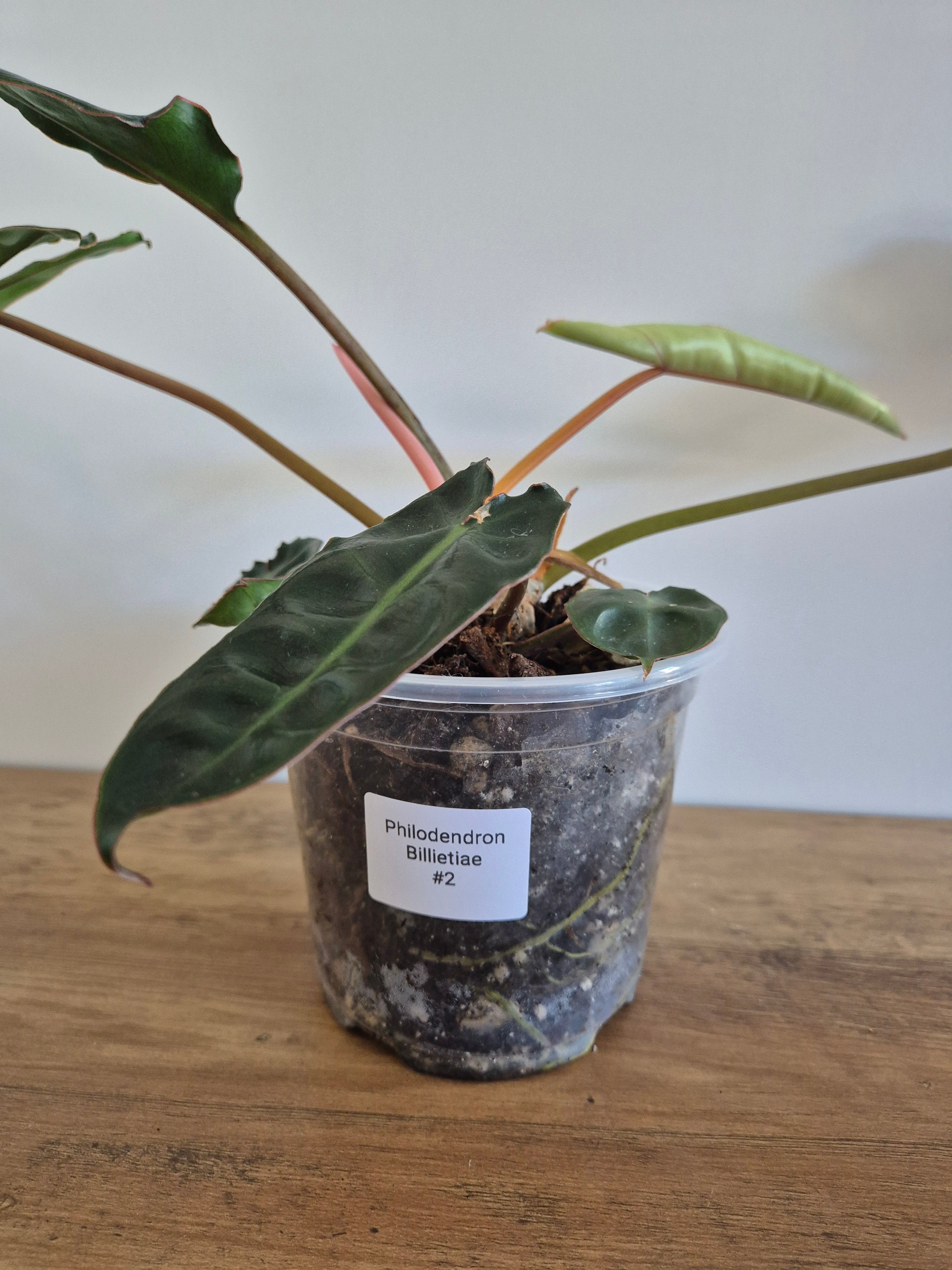 Philodendron Billietiae #2