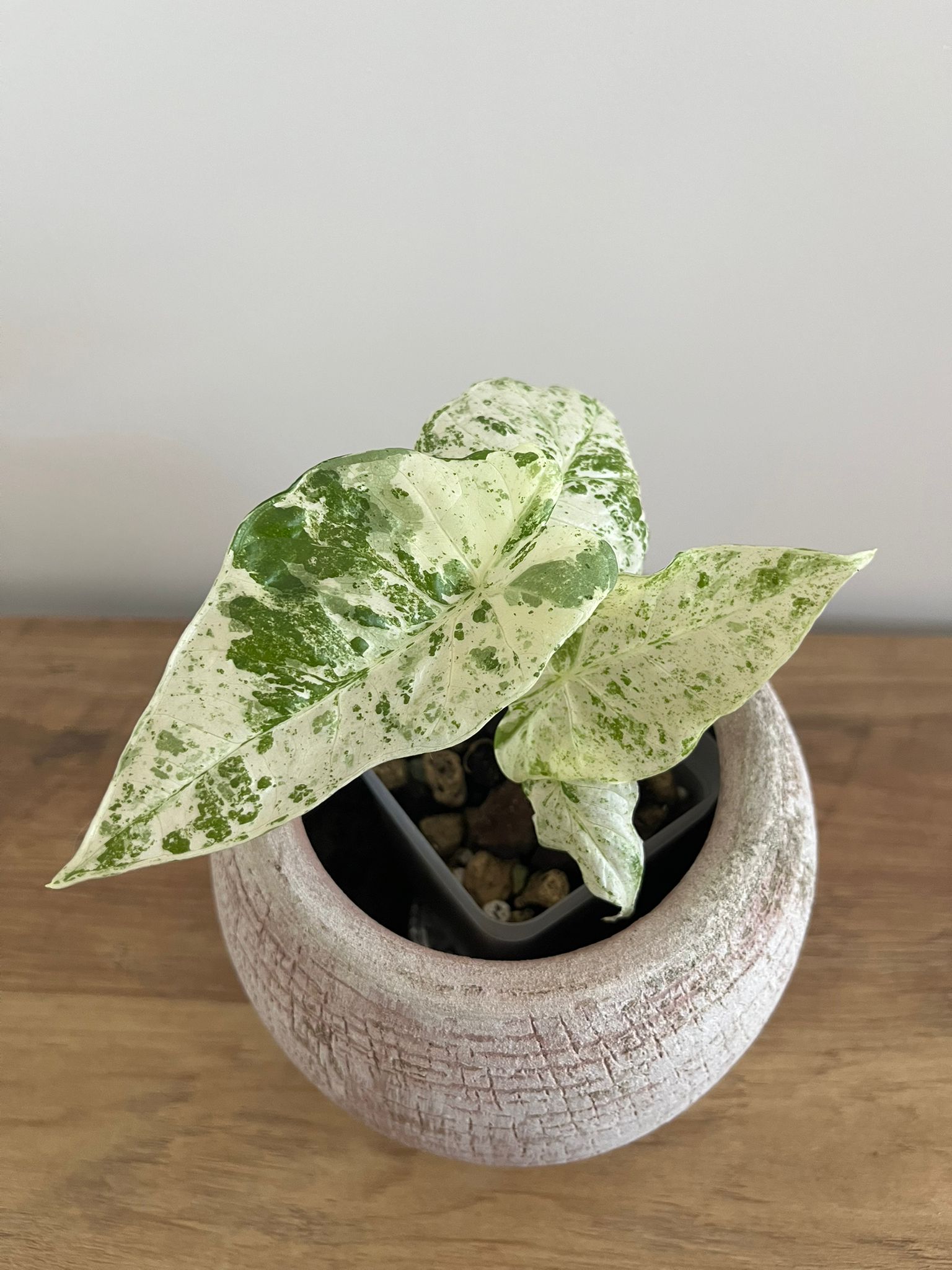 Alocasia Macrorrhiza splash #3