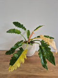 Philodendron Ring of Fire #2