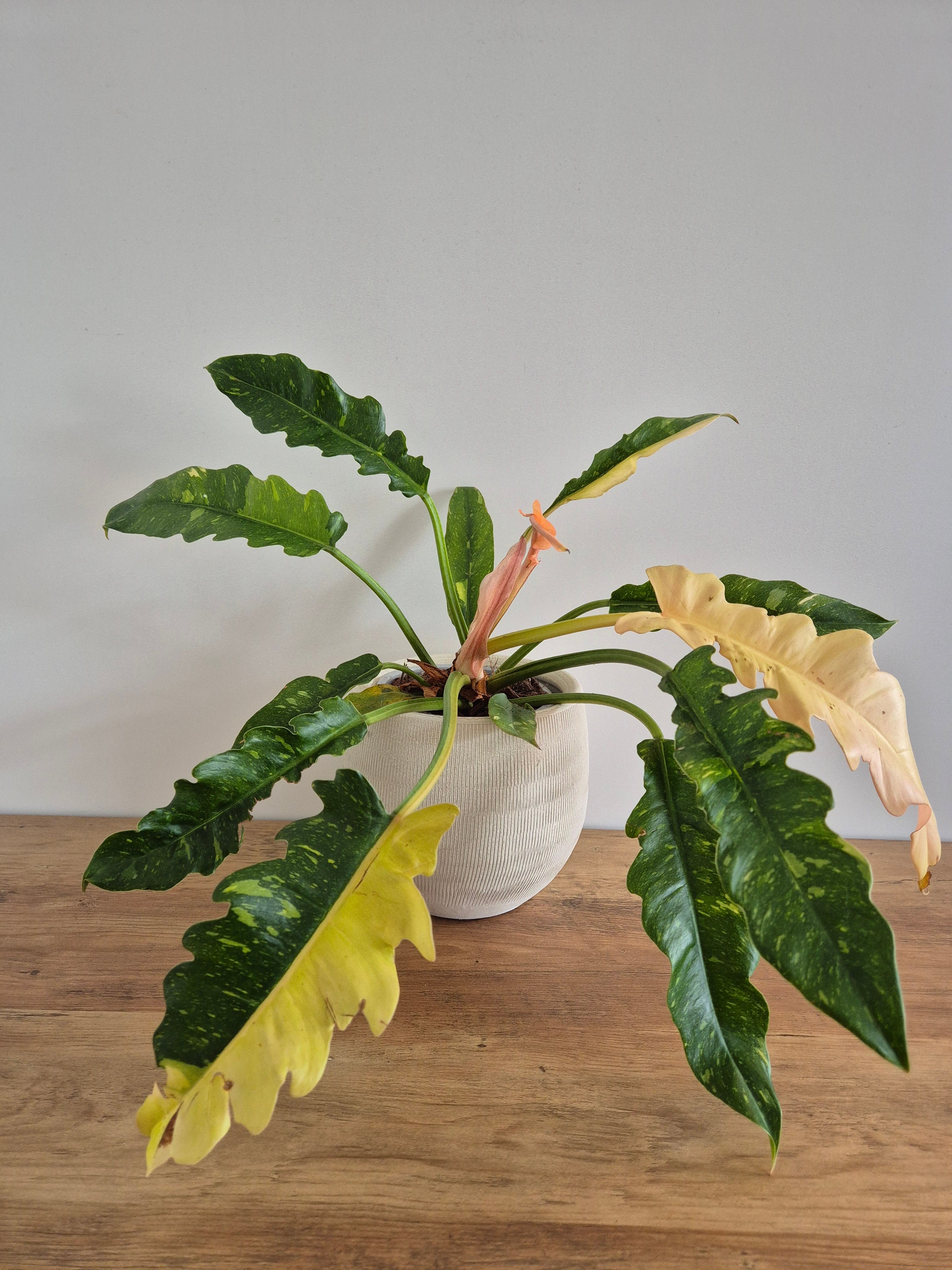 Philodendron Ring of Fire #2