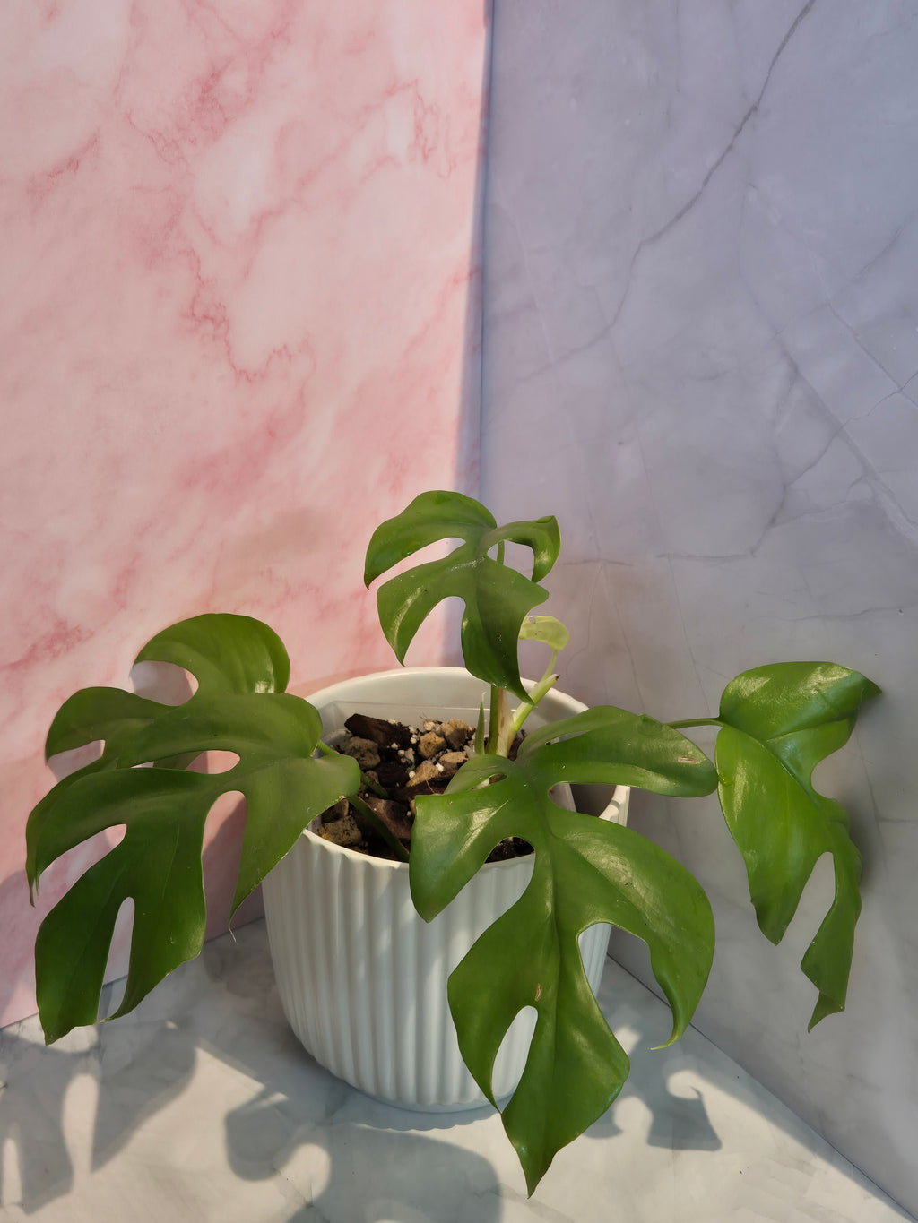 Monstera Minima (Rhaphidophora Tetrasperma) #5