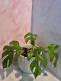 Monstera Minima (Rhaphidophora Tetrasperma) #5
