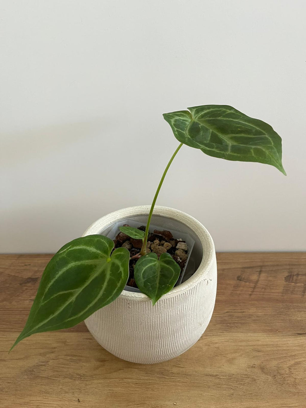 Anthurium Crystallinum #2