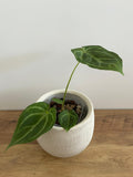 Anthurium Crystallinum #2