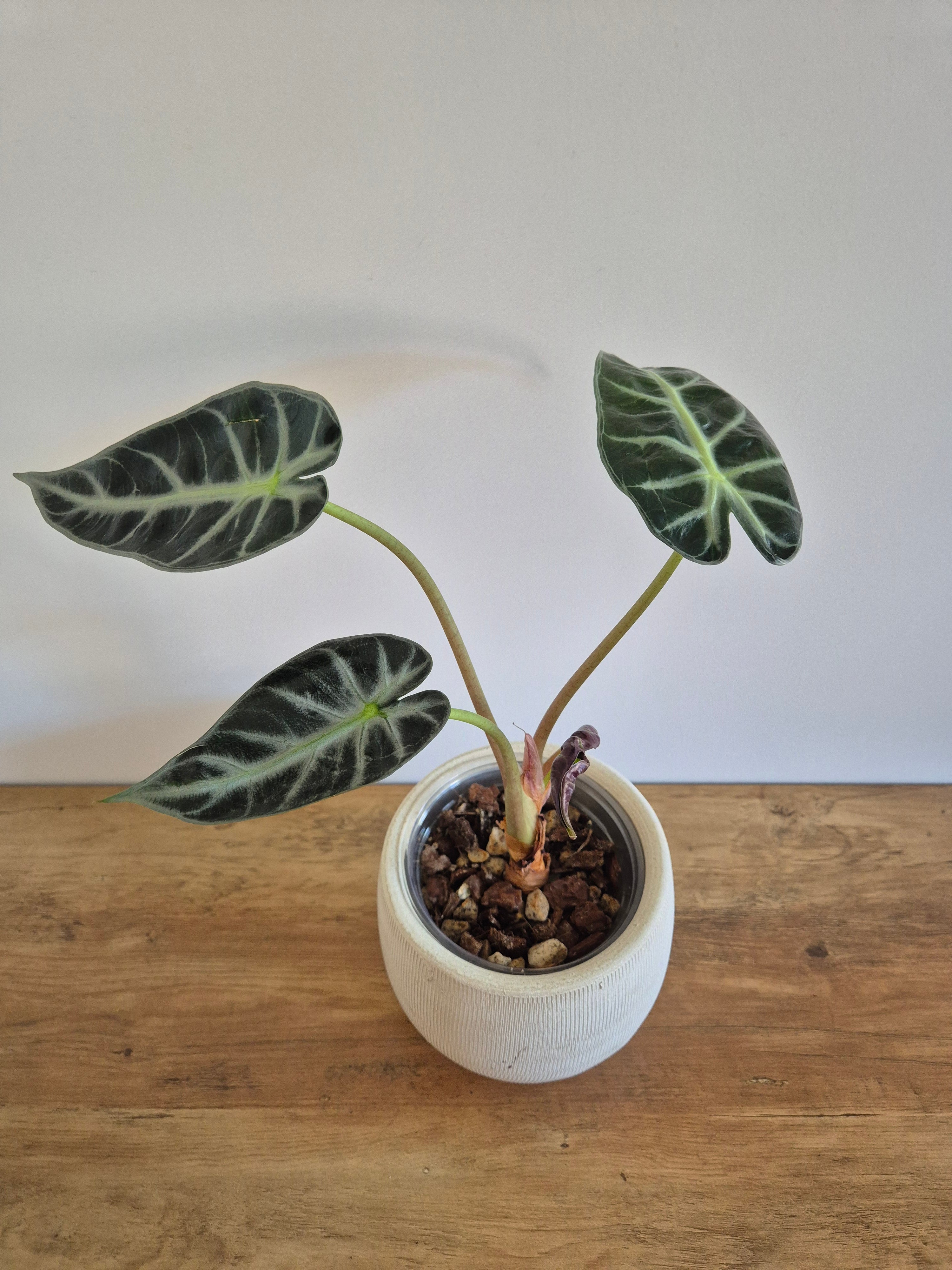 Alocasia Polly #1