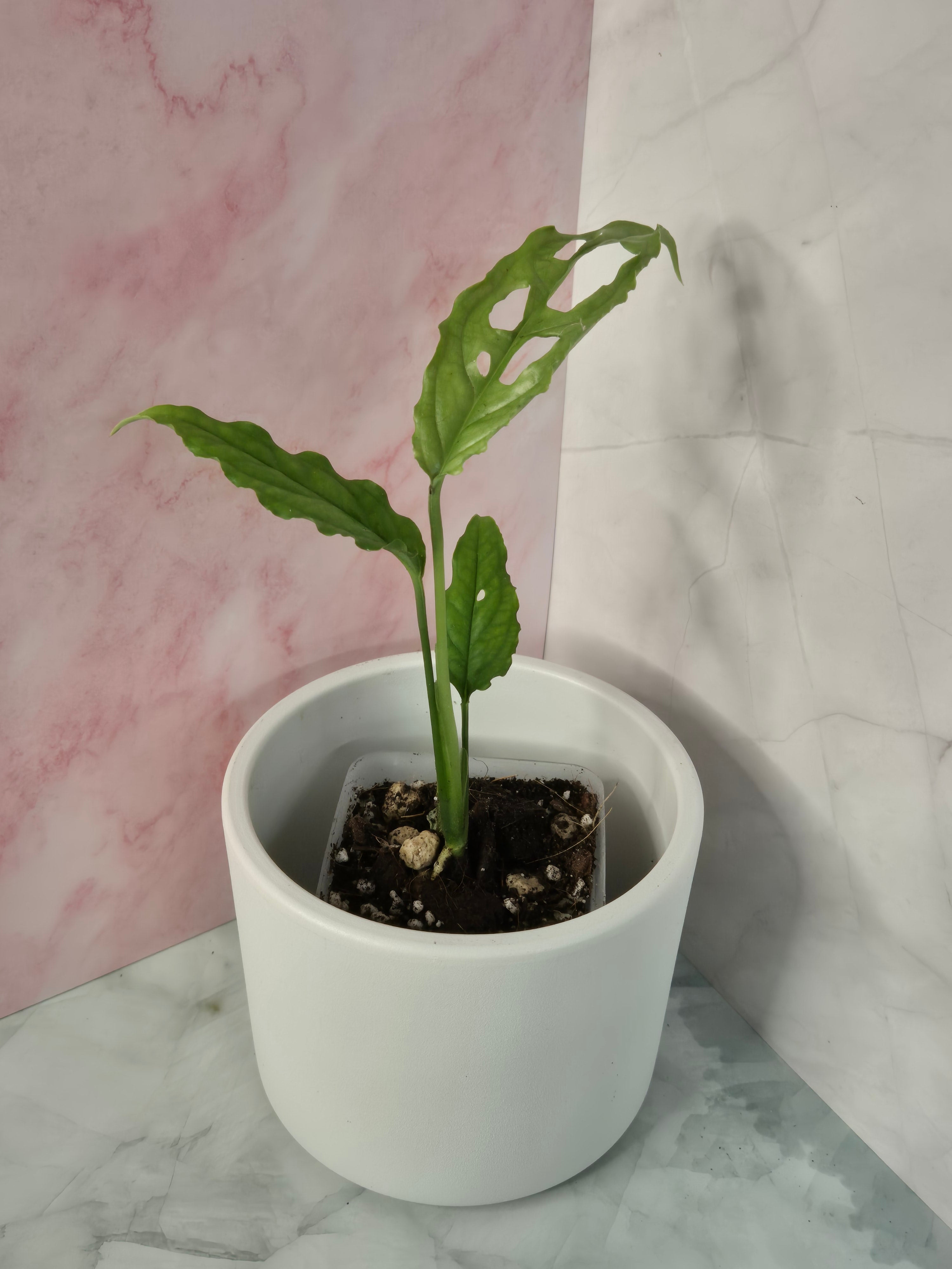Monstera Obliqua Peru #2