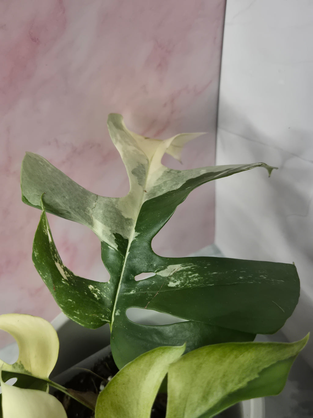 Monstera Minima Variegated #8 (Rhaphidophora Tetrasperma Variegated)
