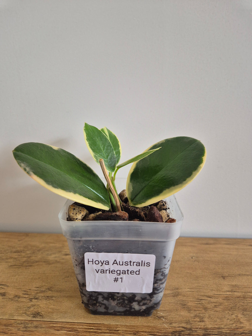 Hoya Australis Variegated #1