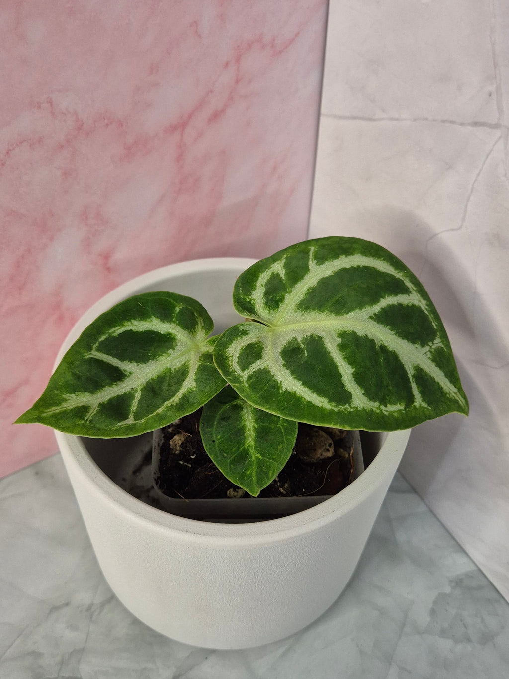 Anthurium Crystallinum #7