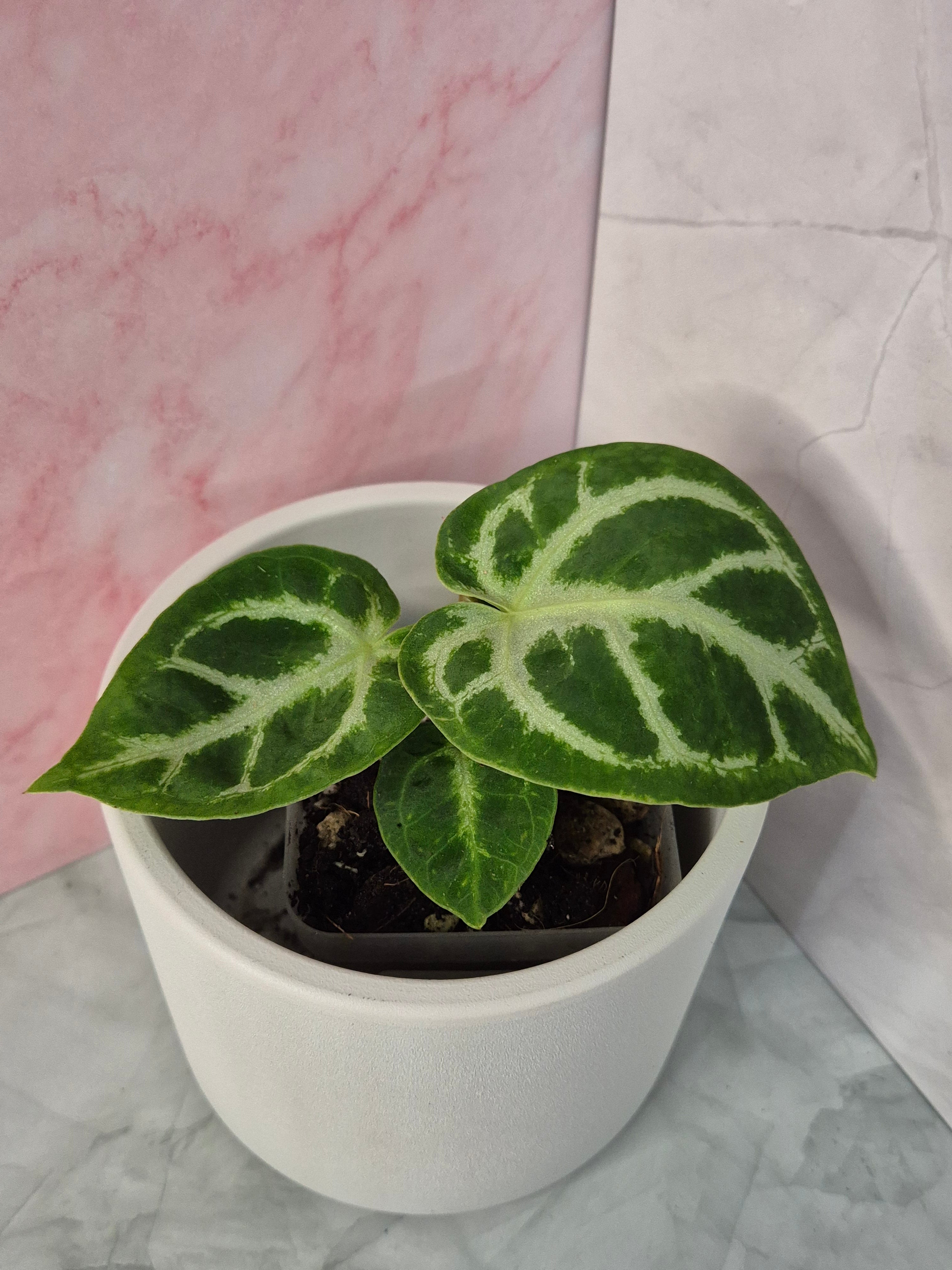 Anthurium Crystallinum #7