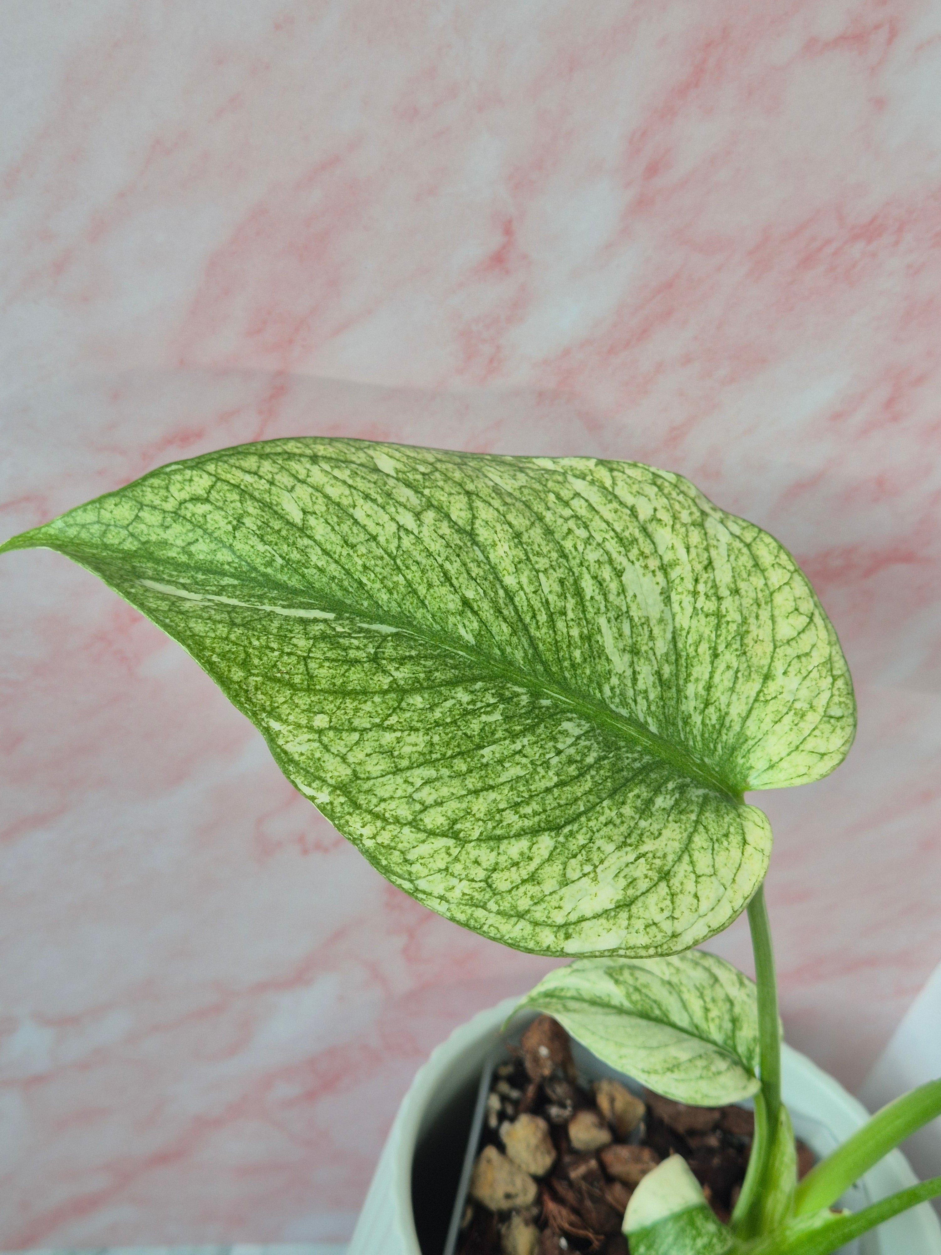 Monstera Mint #3