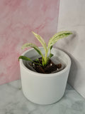 Rhaphidophora Puberula Variegata #5