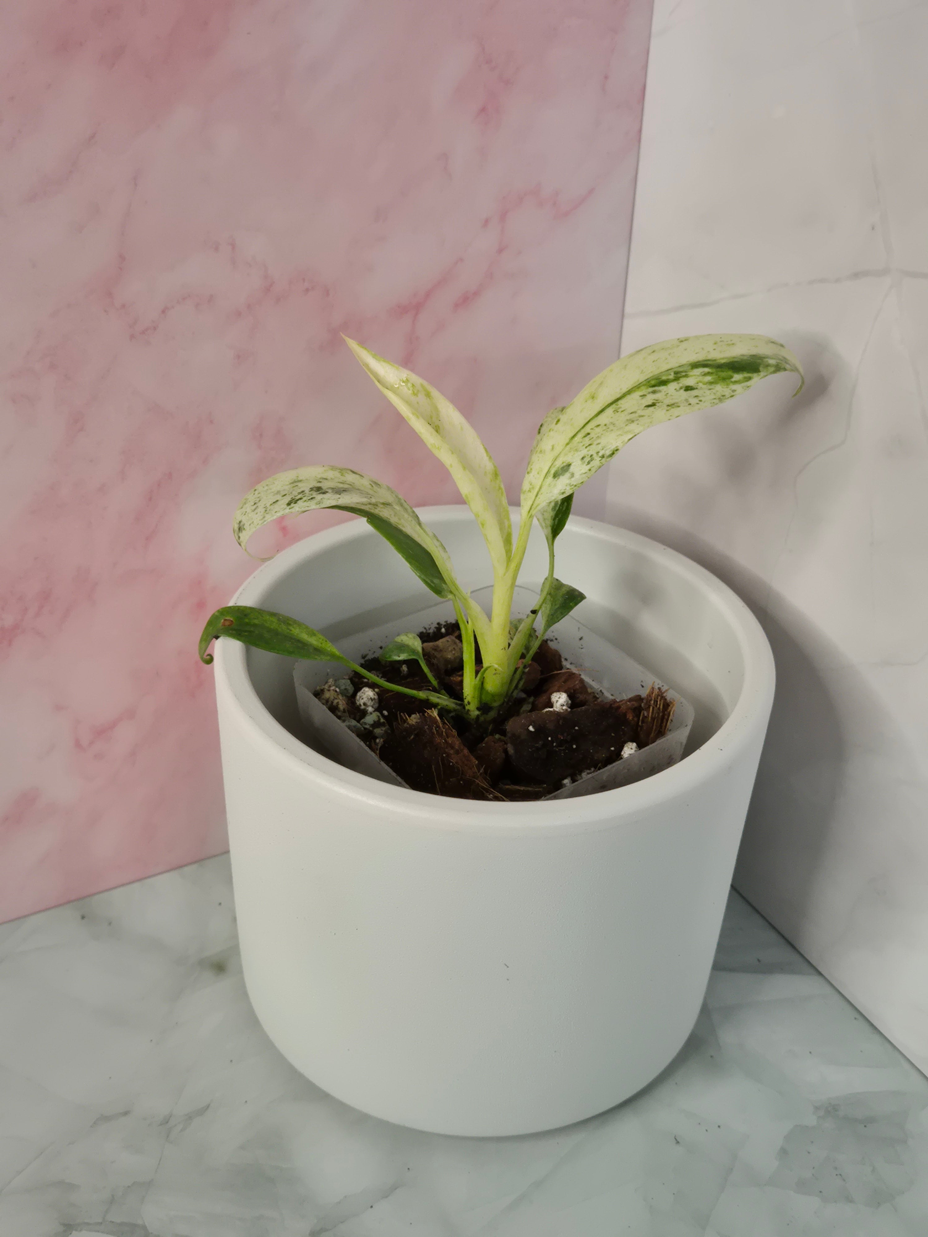 Rhaphidophora Puberula Variegata #5