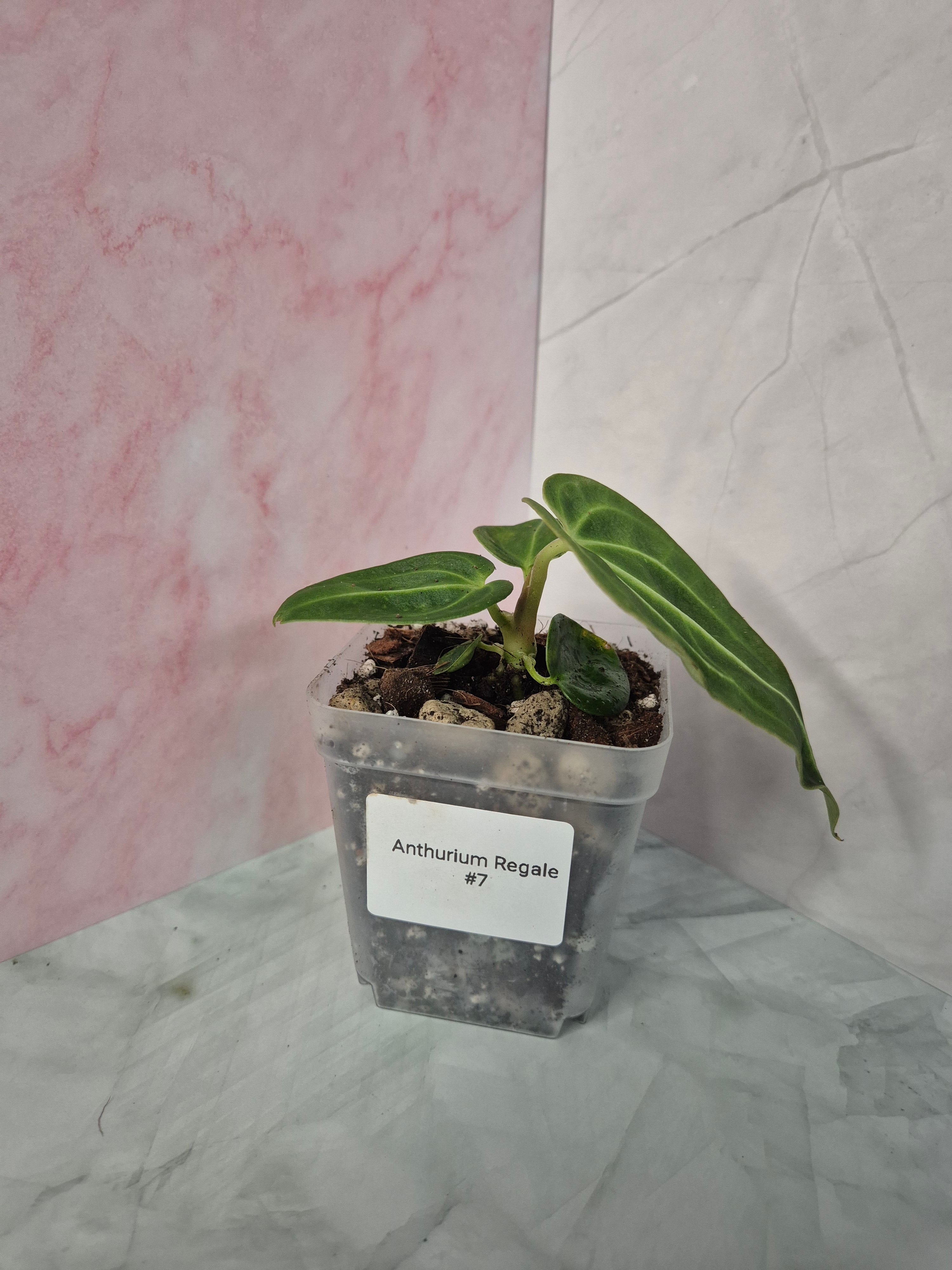 Anthurium Regale #7