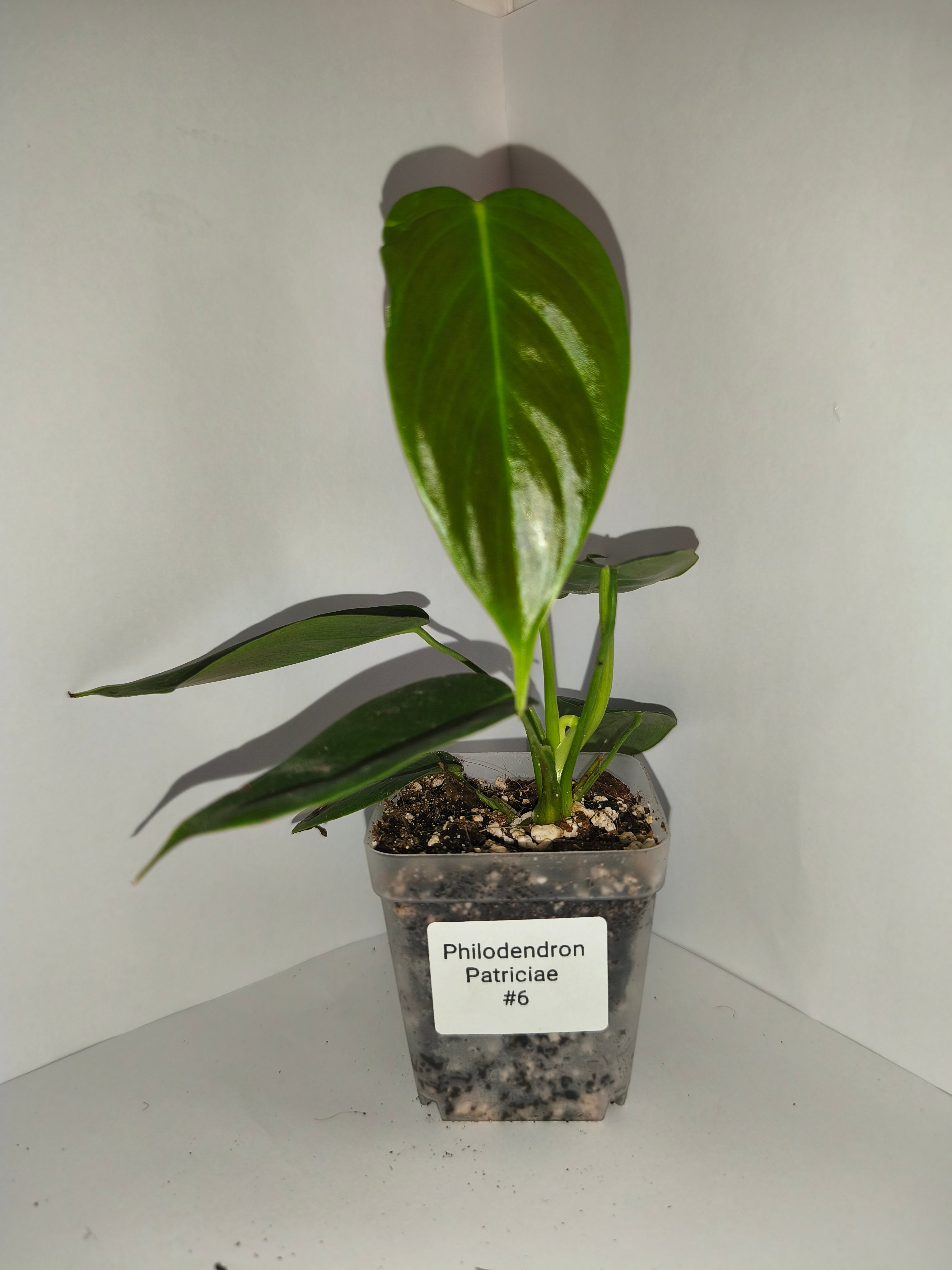 Philodendron Patriciae #6