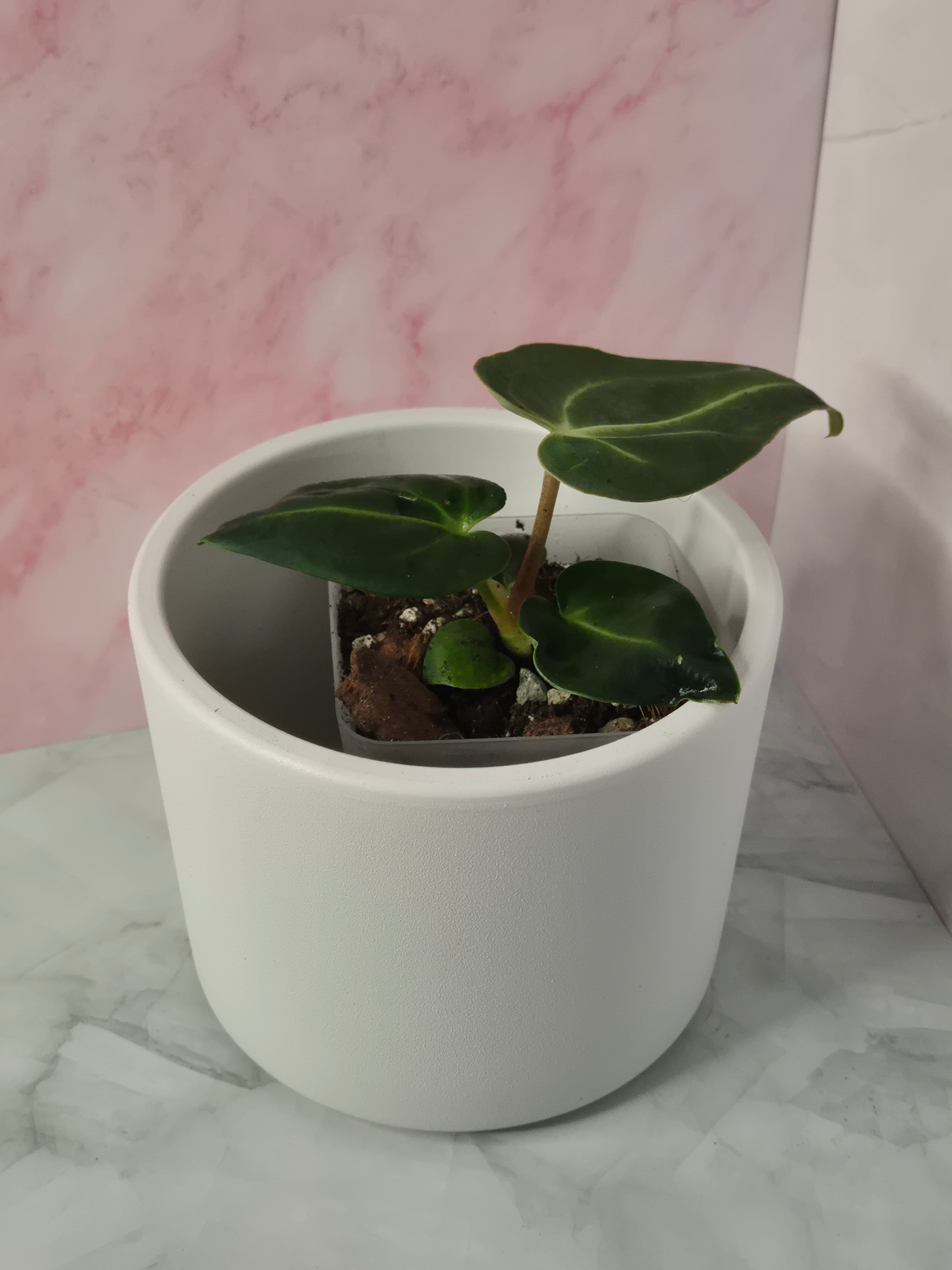 Anthurium Regale #14