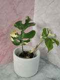 Monstera Minima Variegated #5 (Rhaphidophora Tetrasperma Variegated)