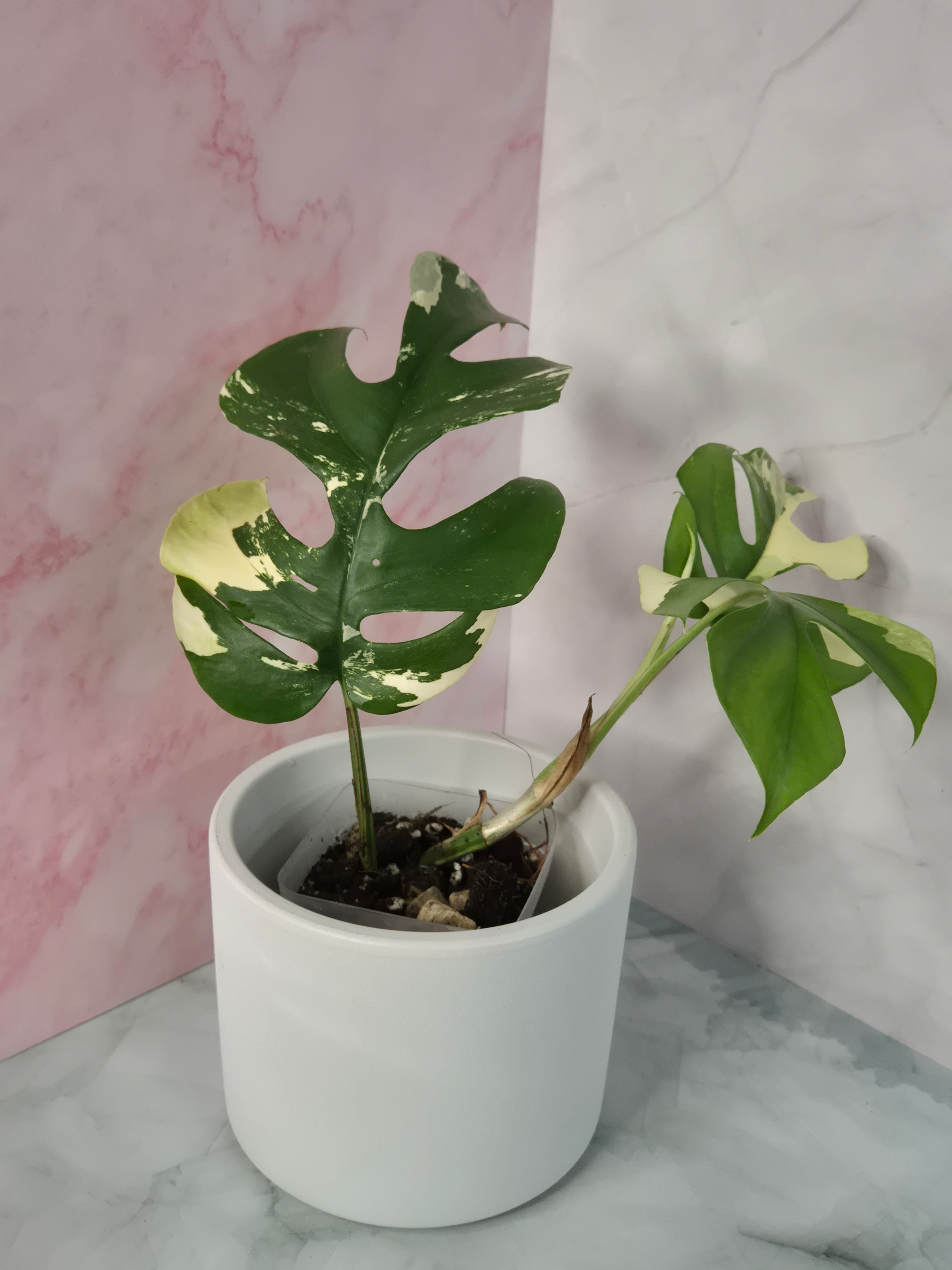 Monstera Minima Variegated #5 (Rhaphidophora Tetrasperma Variegated)